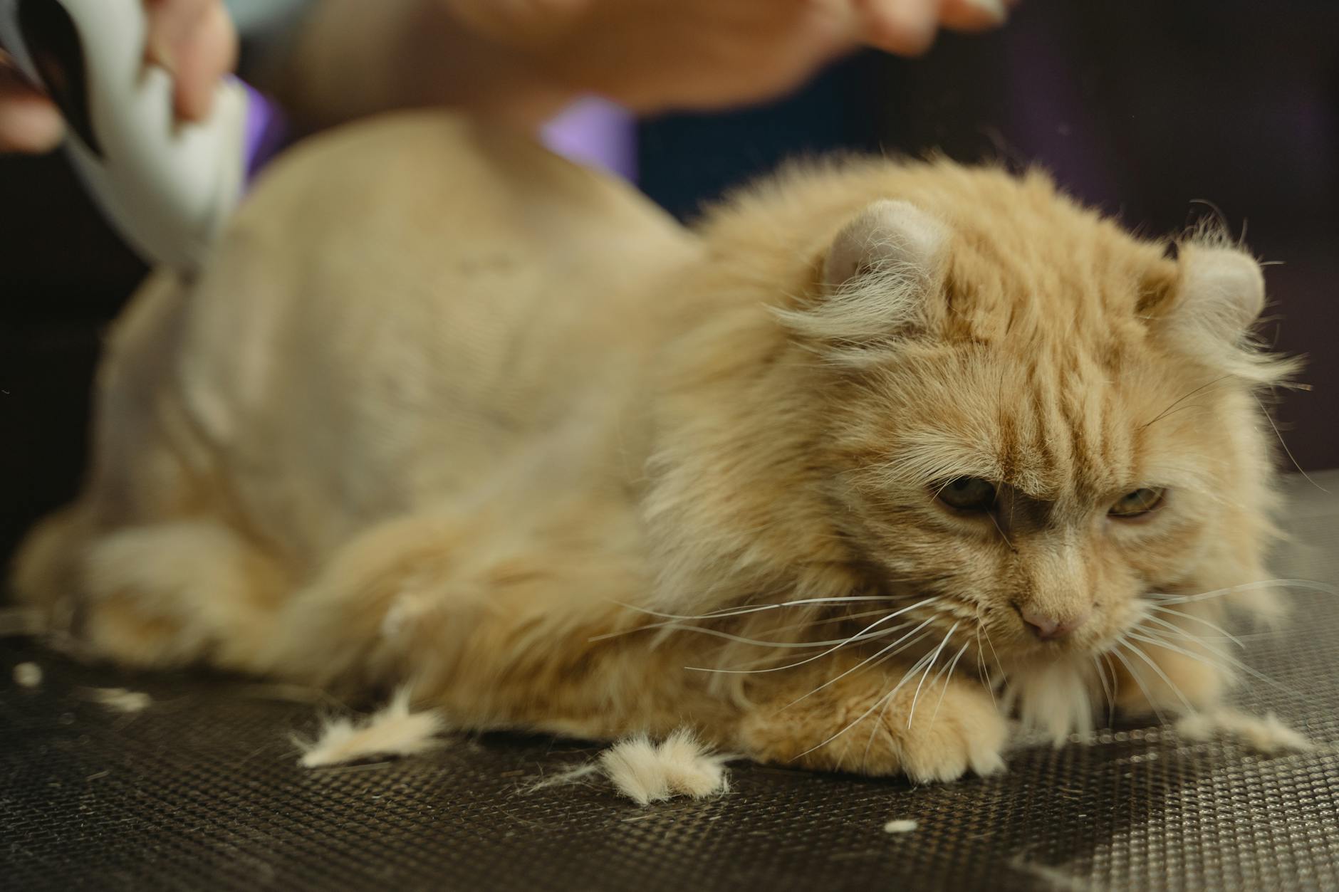 Simple Steps for Effective Pet Grooming Hygiene in Malaysia