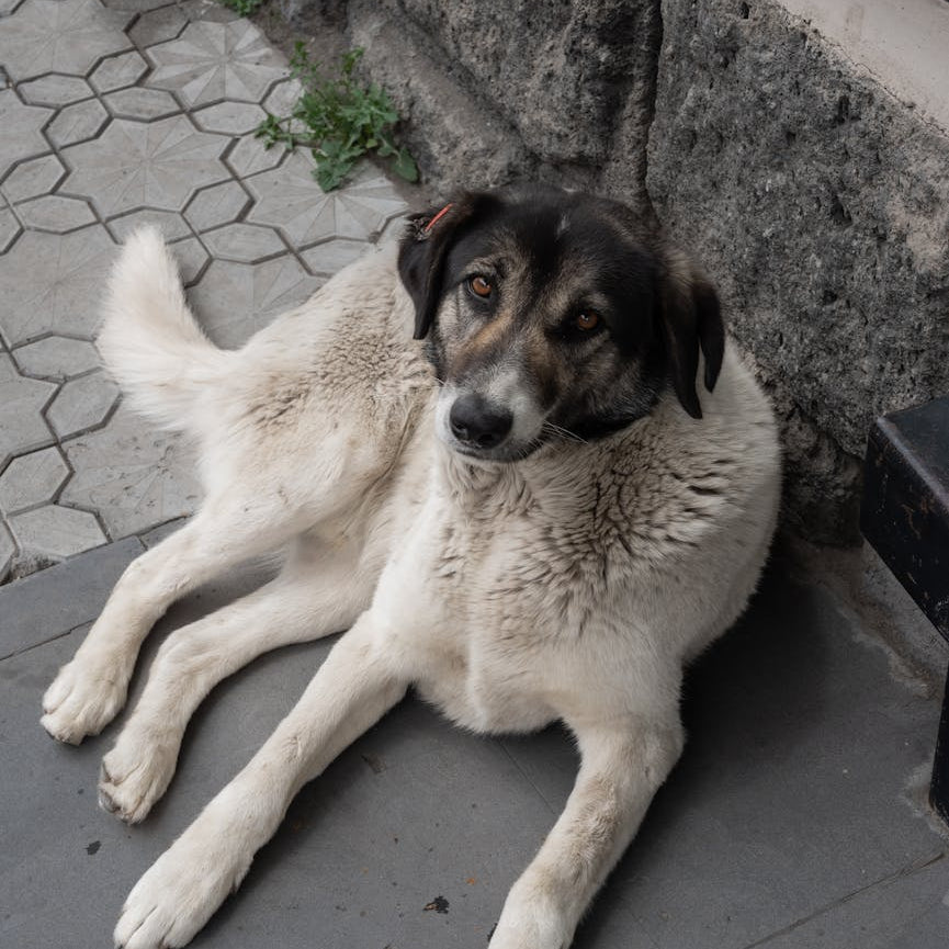 Grooming Made Easy: Waterless Shampoo for Pets in Malaysia