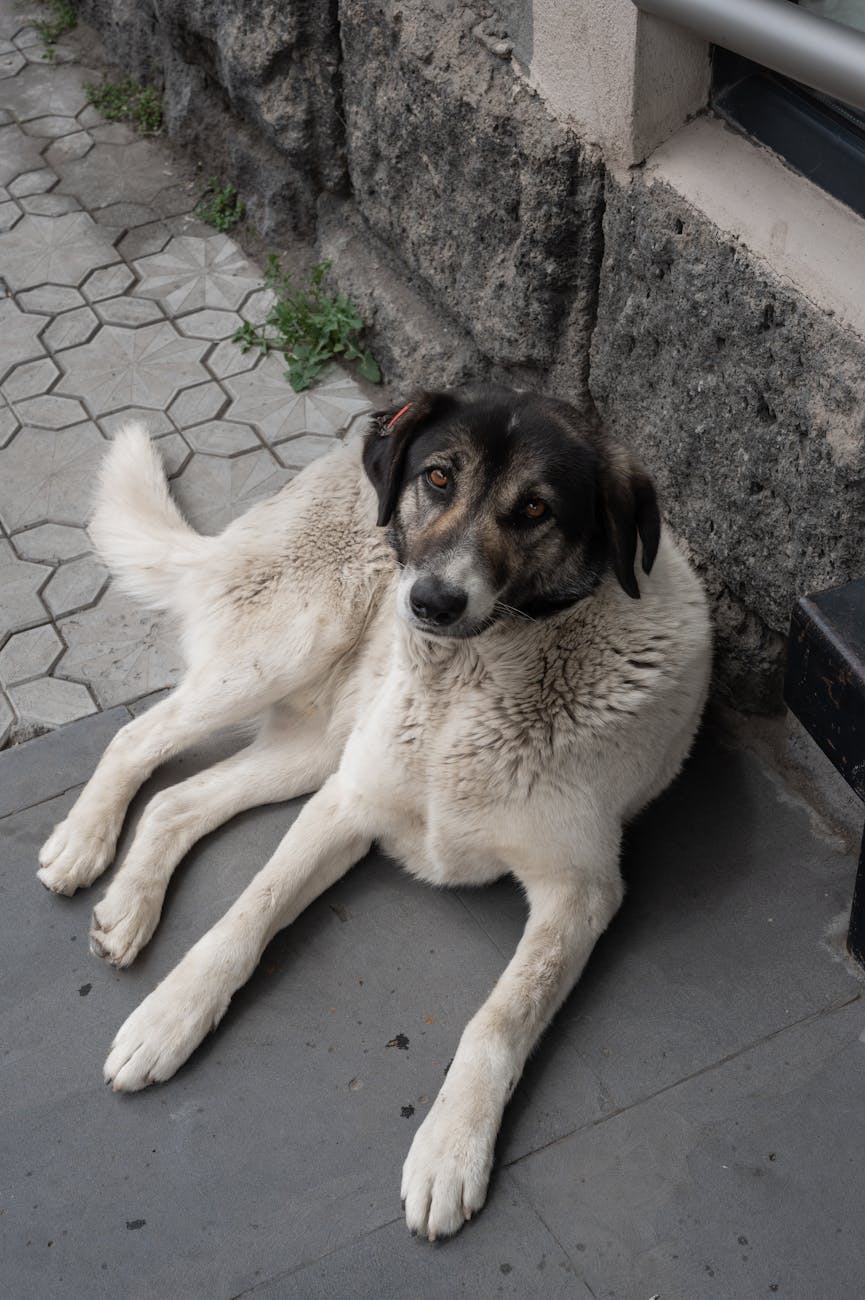 Grooming Made Easy: Waterless Shampoo for Pets in Malaysia