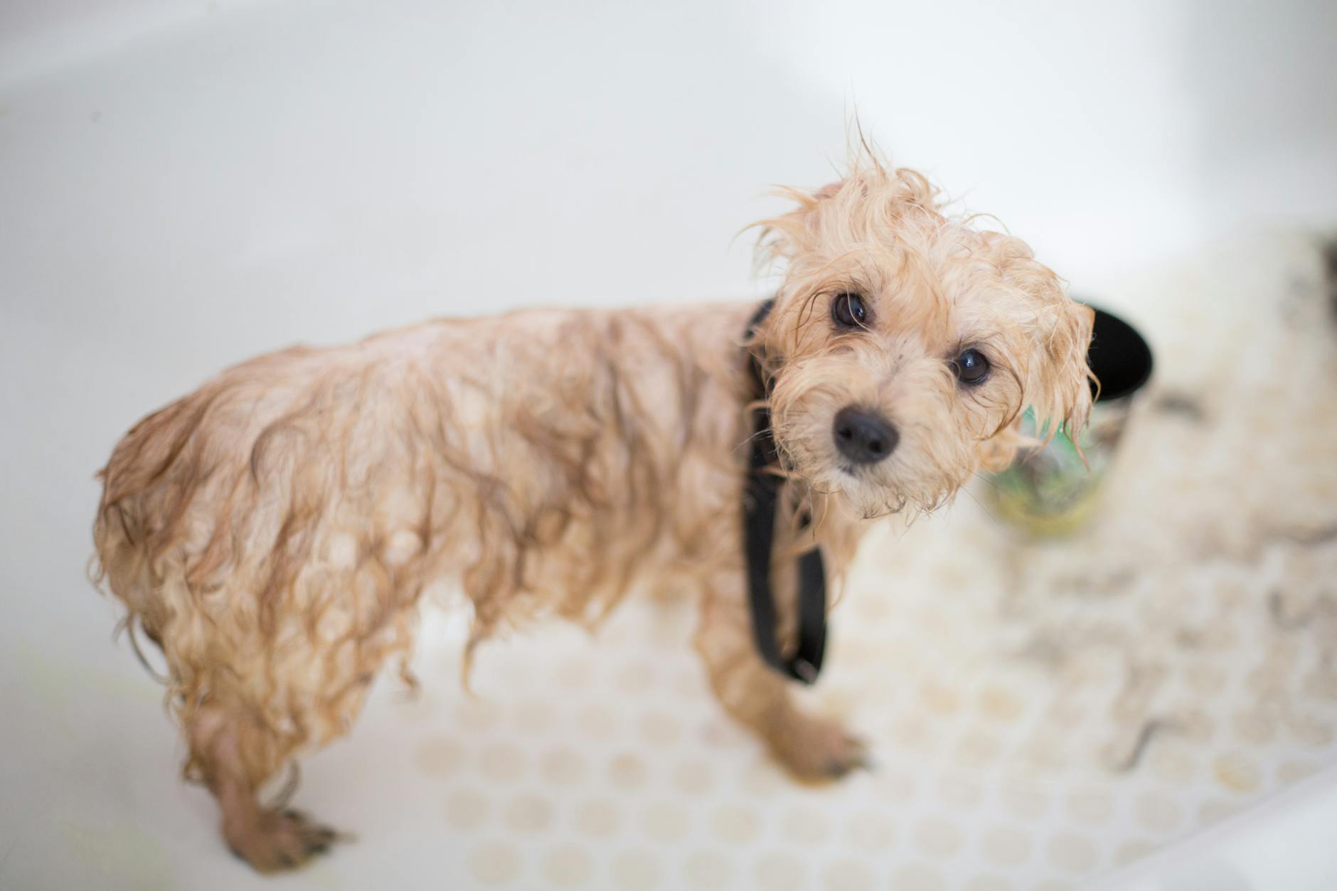 What Pet Owners Need to Know About Flea Tick Shampoo No-Rinse