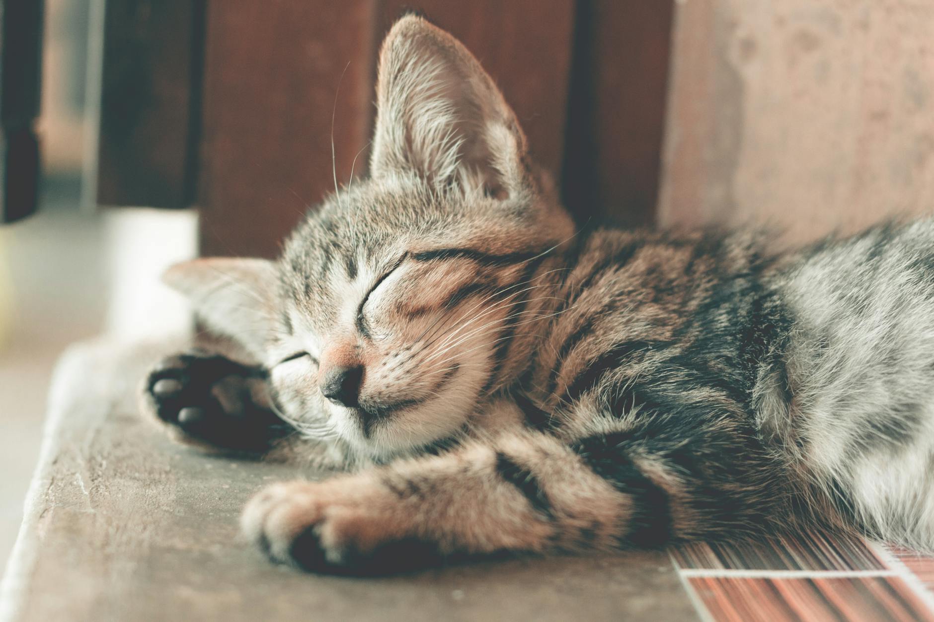 Essential Guide to Pet Deodorizer Spray Safe for Malaysia