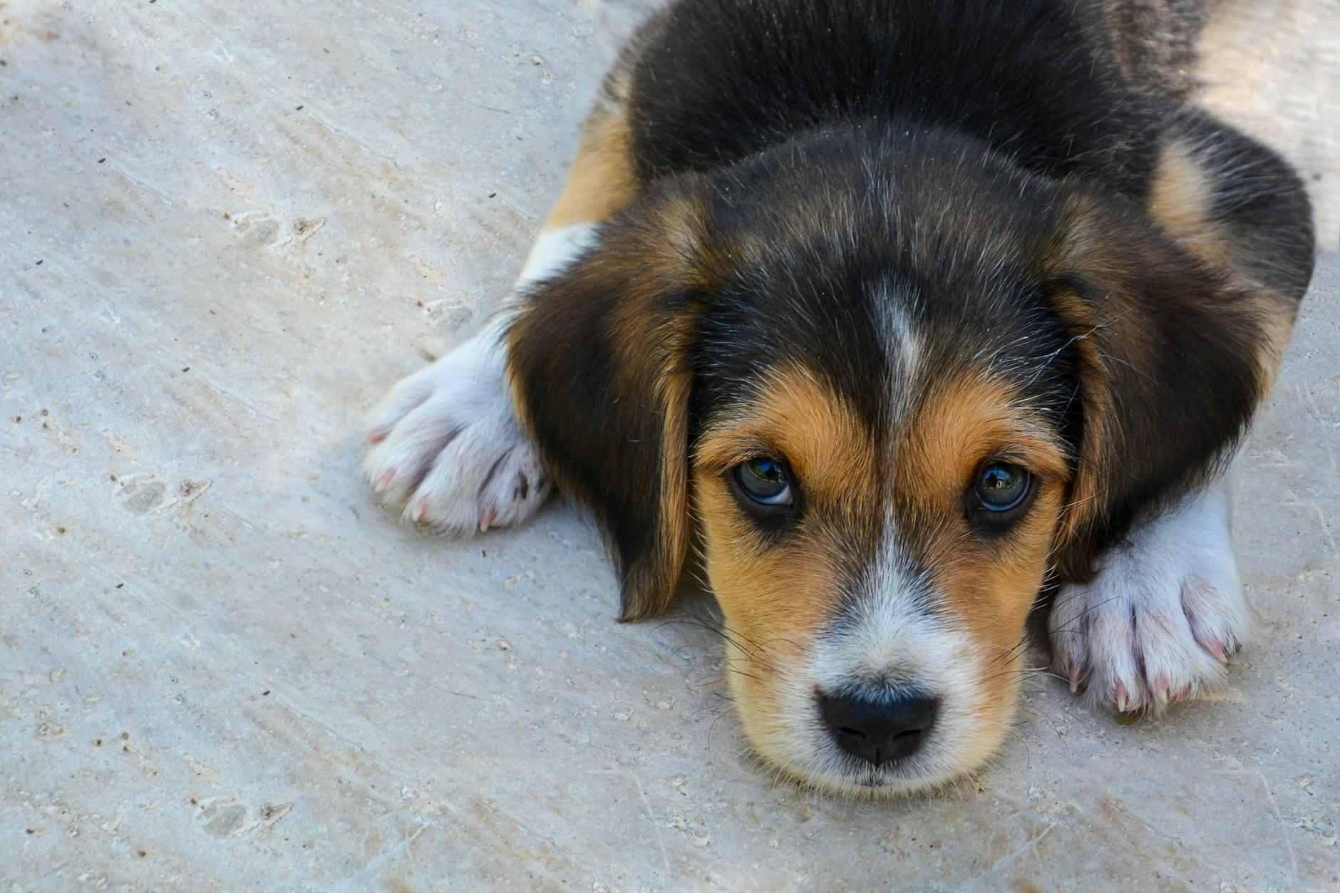 Grooming Sensitive Skin Pets in Malaysia: A Complete Guide