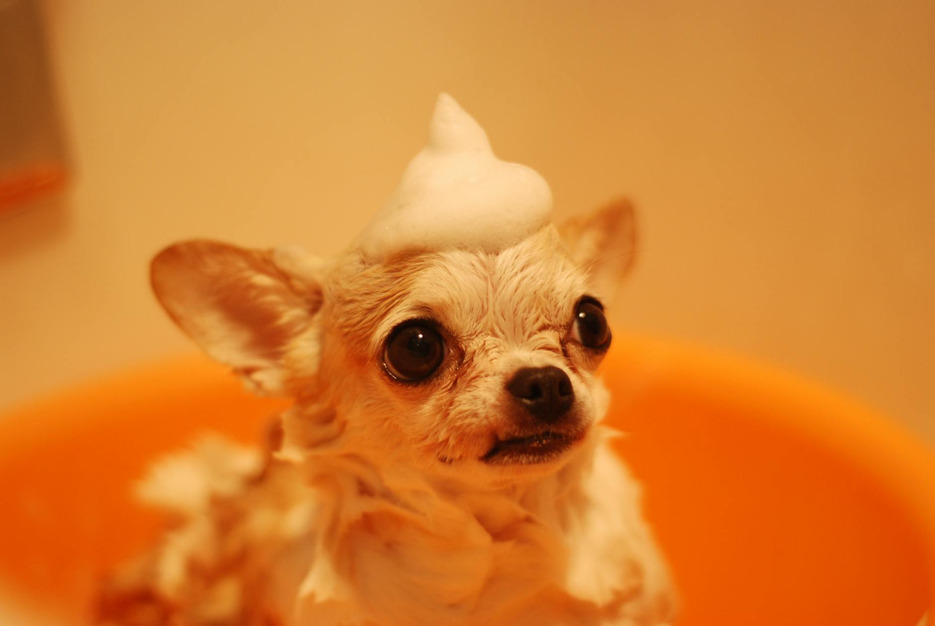 The Ultimate Guide to Tear Free Pet Shampoo in Malaysia