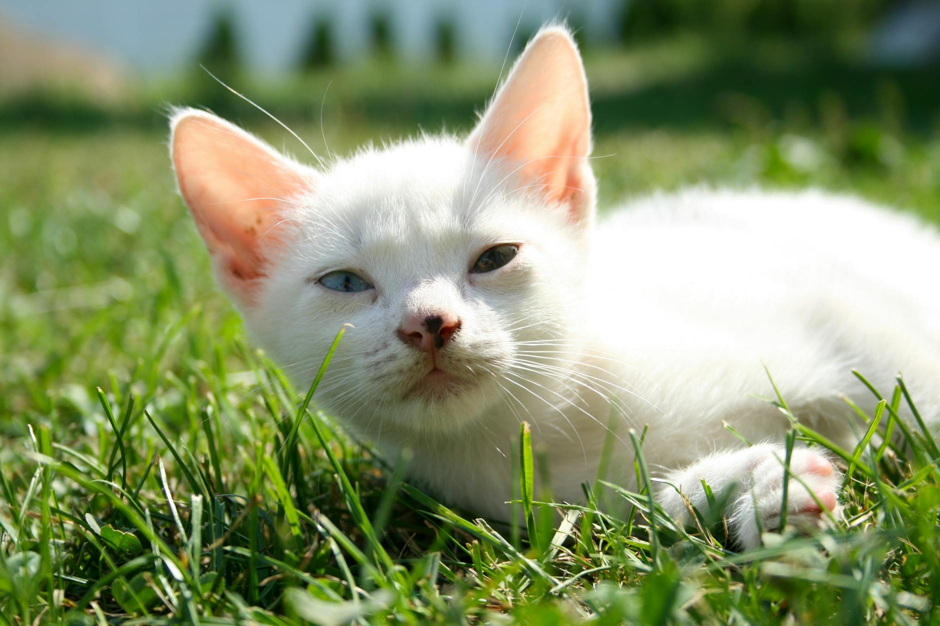 Your Guide to How to Clean Pet Ears Safely in Malaysia