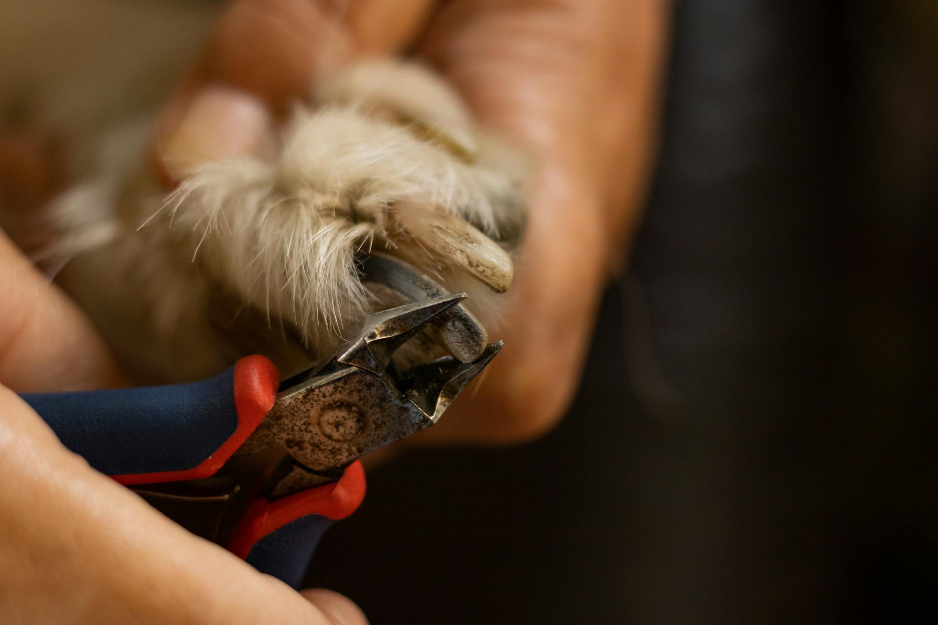 Essential Nail Trimming Tips for Dogs and Cats in Malaysia