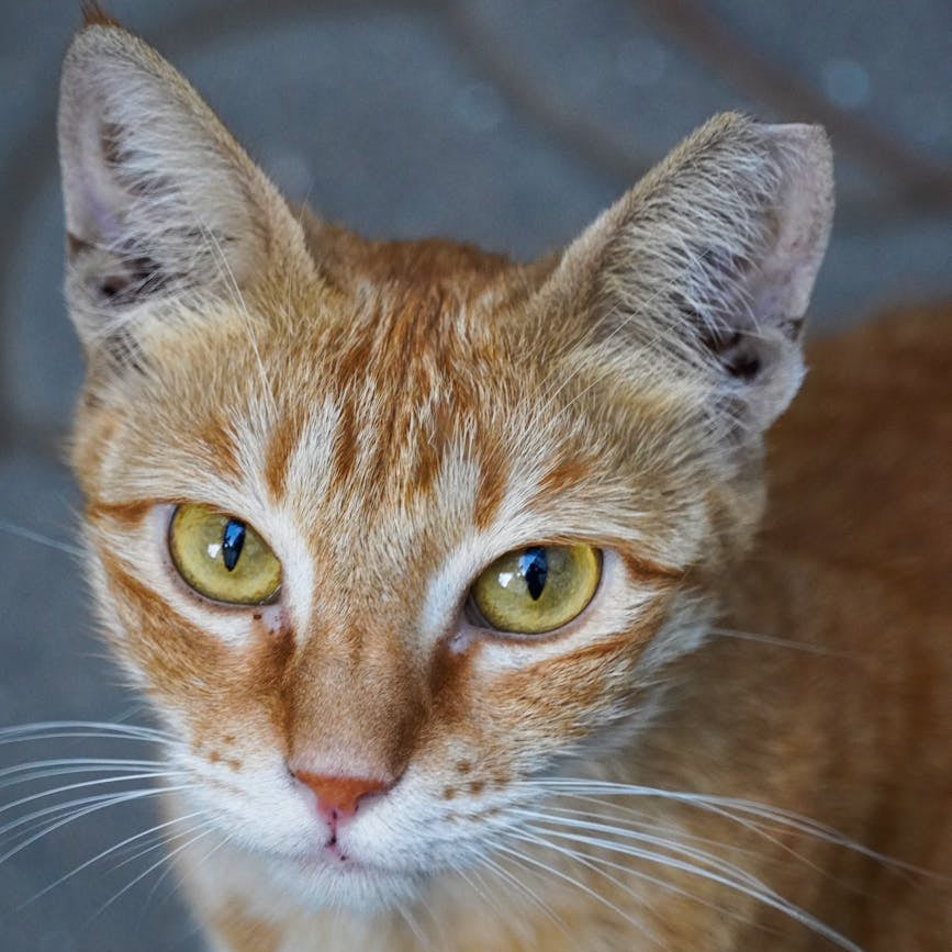 Why Every Pet Owner Needs Fur Detangling Combs in Malaysia