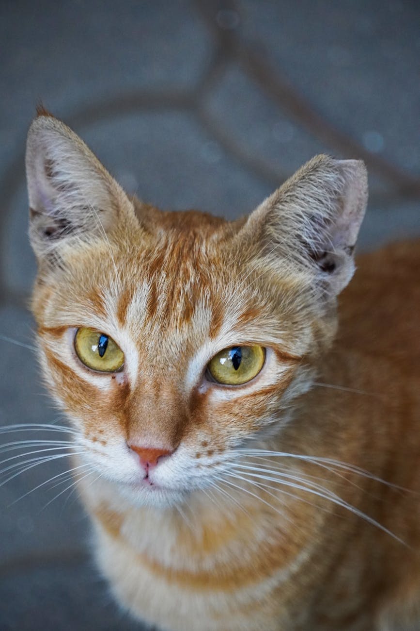 Why Every Pet Owner Needs Fur Detangling Combs in Malaysia