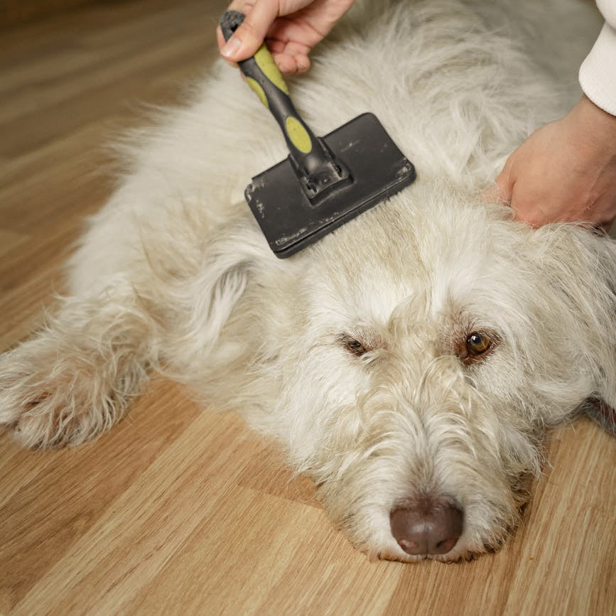 Top Grooming Toolkit Essentials for Happy Pets in Malaysia