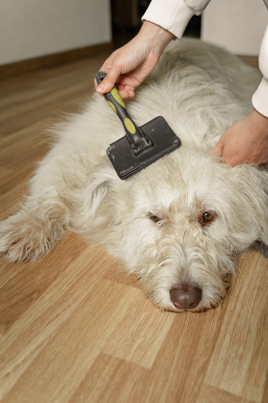 Top Grooming Toolkit Essentials for Happy Pets in Malaysia