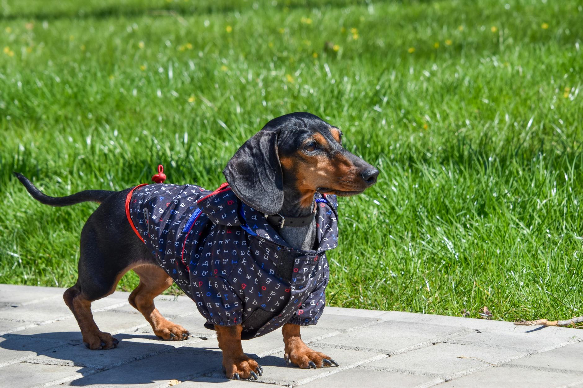 Simple Grooming Tips for Short Coats in Malaysia’s Climate