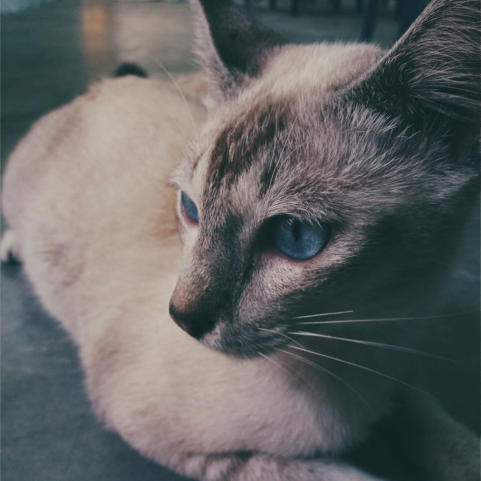 How to Tackle Pet Odors with Antihumidity Solutions in Malaysia