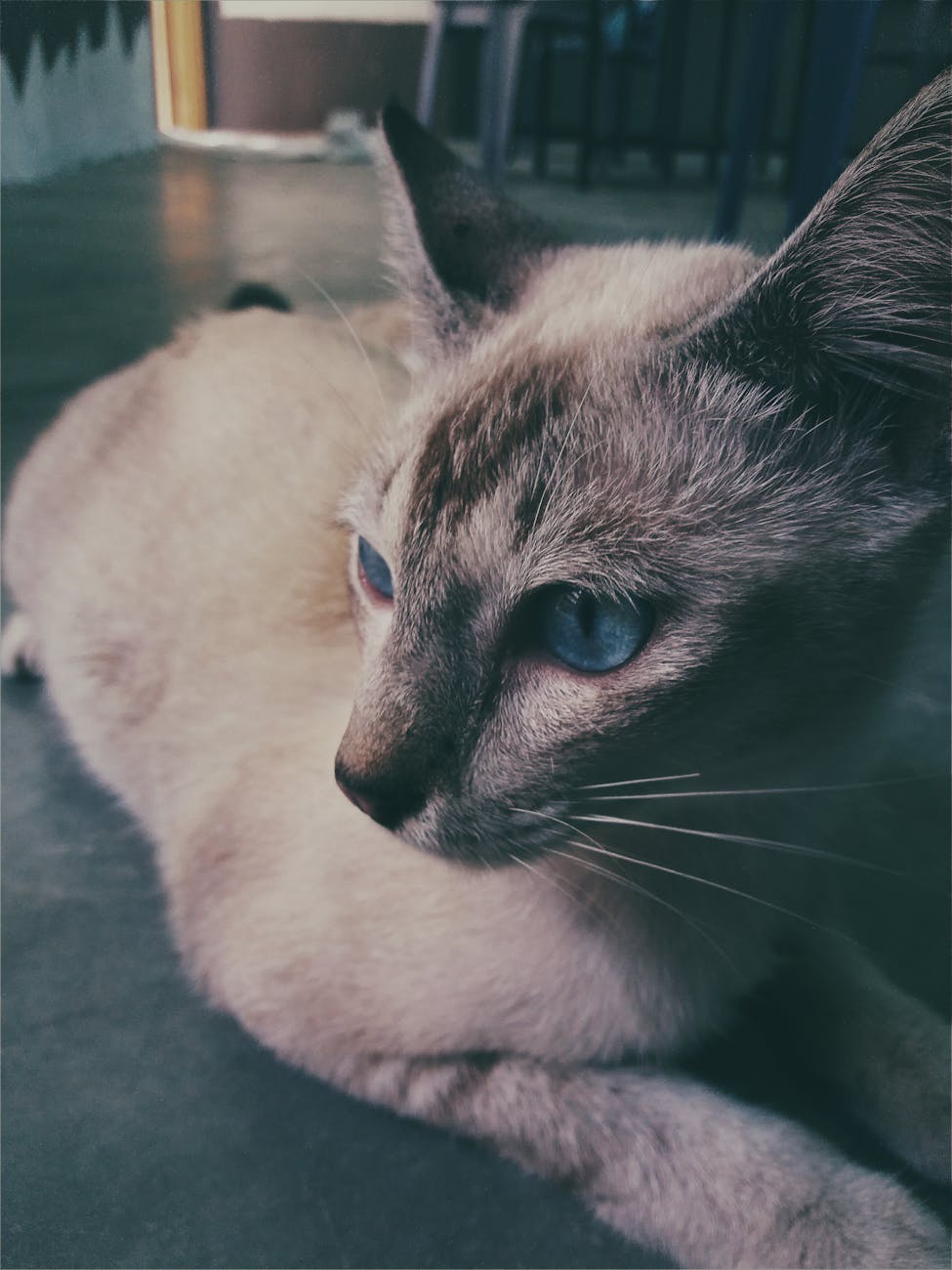 How to Tackle Pet Odors with Antihumidity Solutions in Malaysia