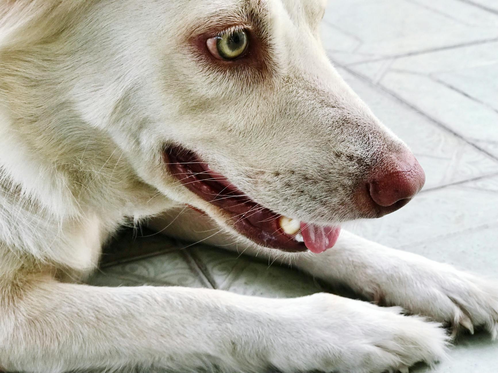 Navigating Grooming After Surgery in Malaysia for Young Pets