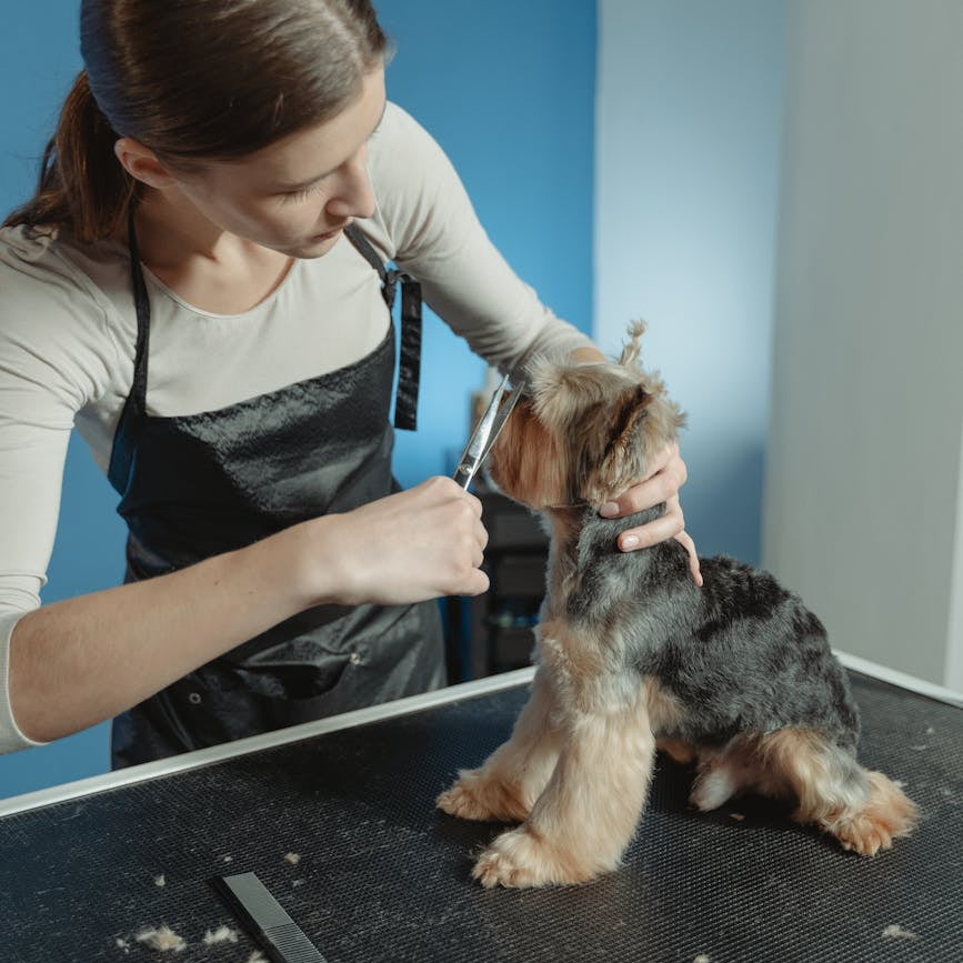Grooming Mobile Services KL, Malaysia: Convenience for Pets