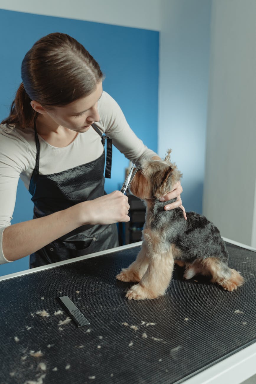 Grooming Mobile Services KL, Malaysia: Convenience for Pets