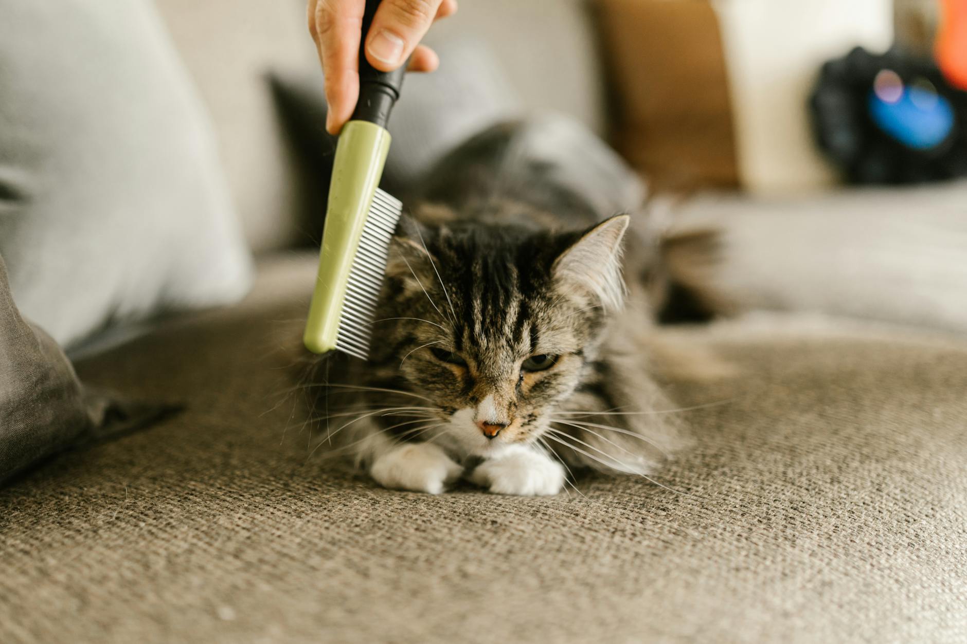 Grooming for Senior Pets in Malaysia: A Complete Guide