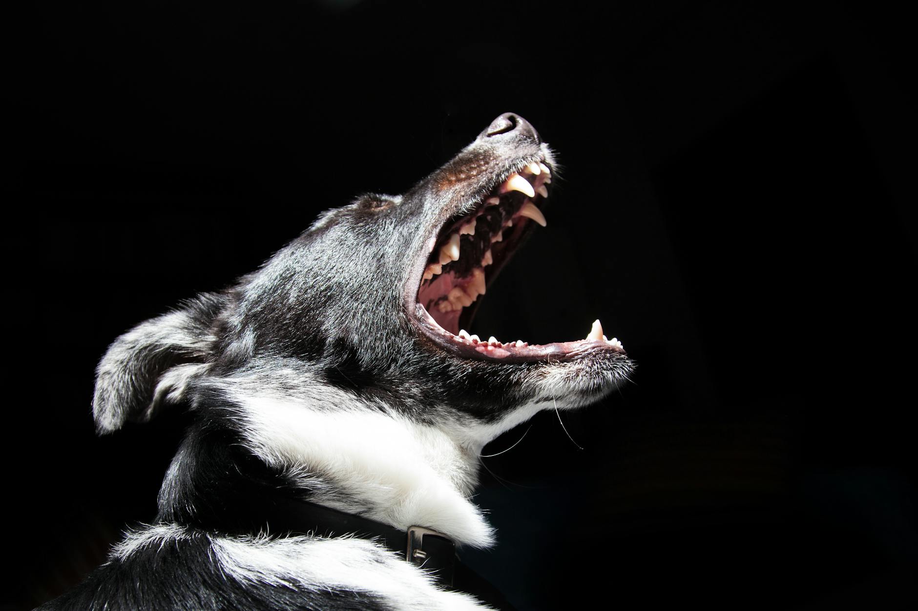 The Amazing Dental Additive Benefits for Dogs & Cats in Malaysia