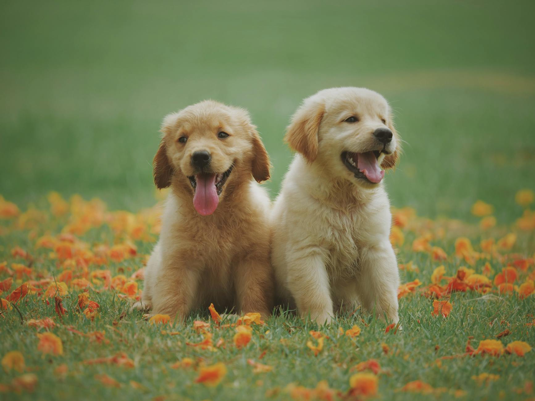 How to Reduce Tartar Plaque in Pets for Happy, Healthy Lives
