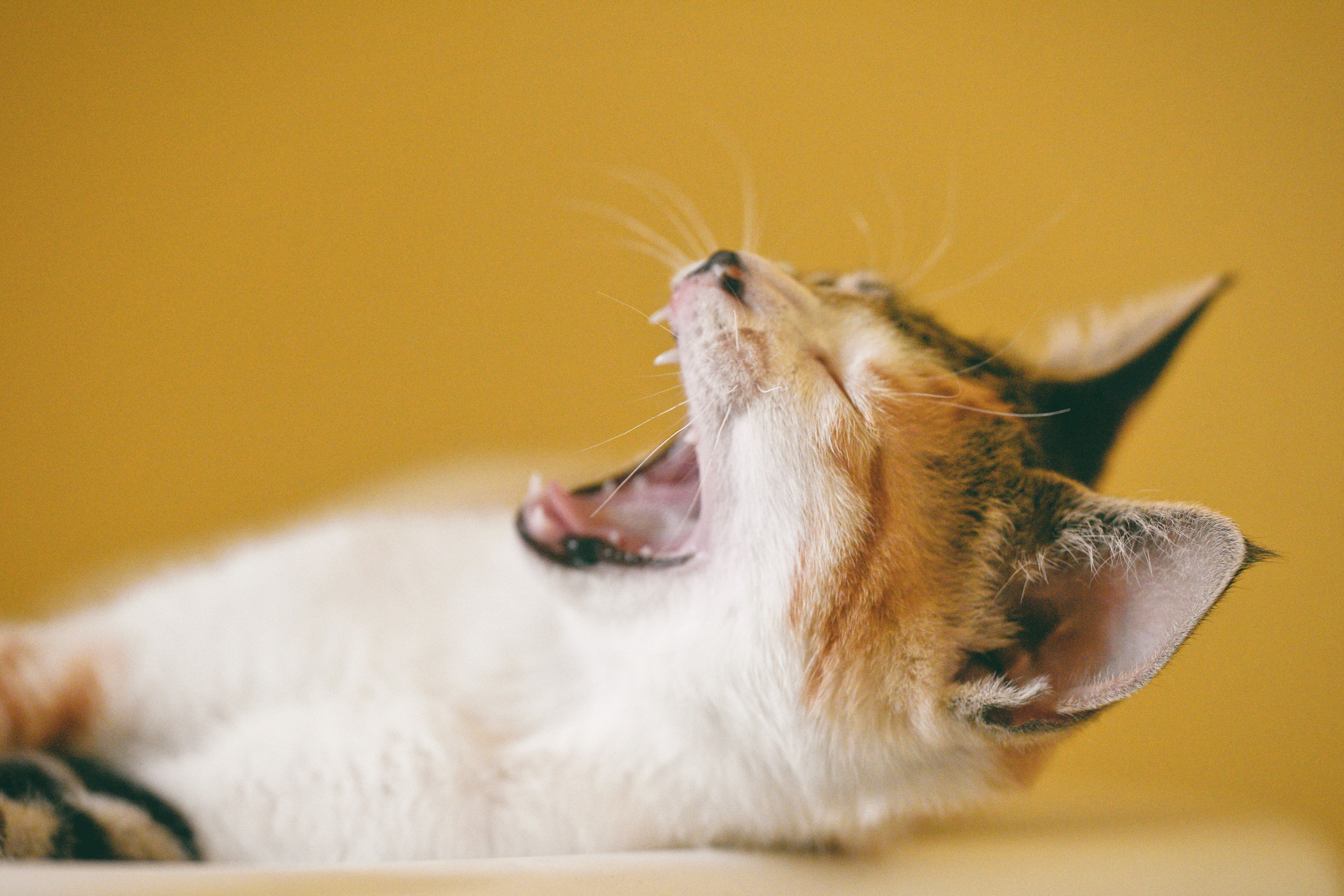 Daily Oral Hygiene for Pets: A Must for Malaysian Owners