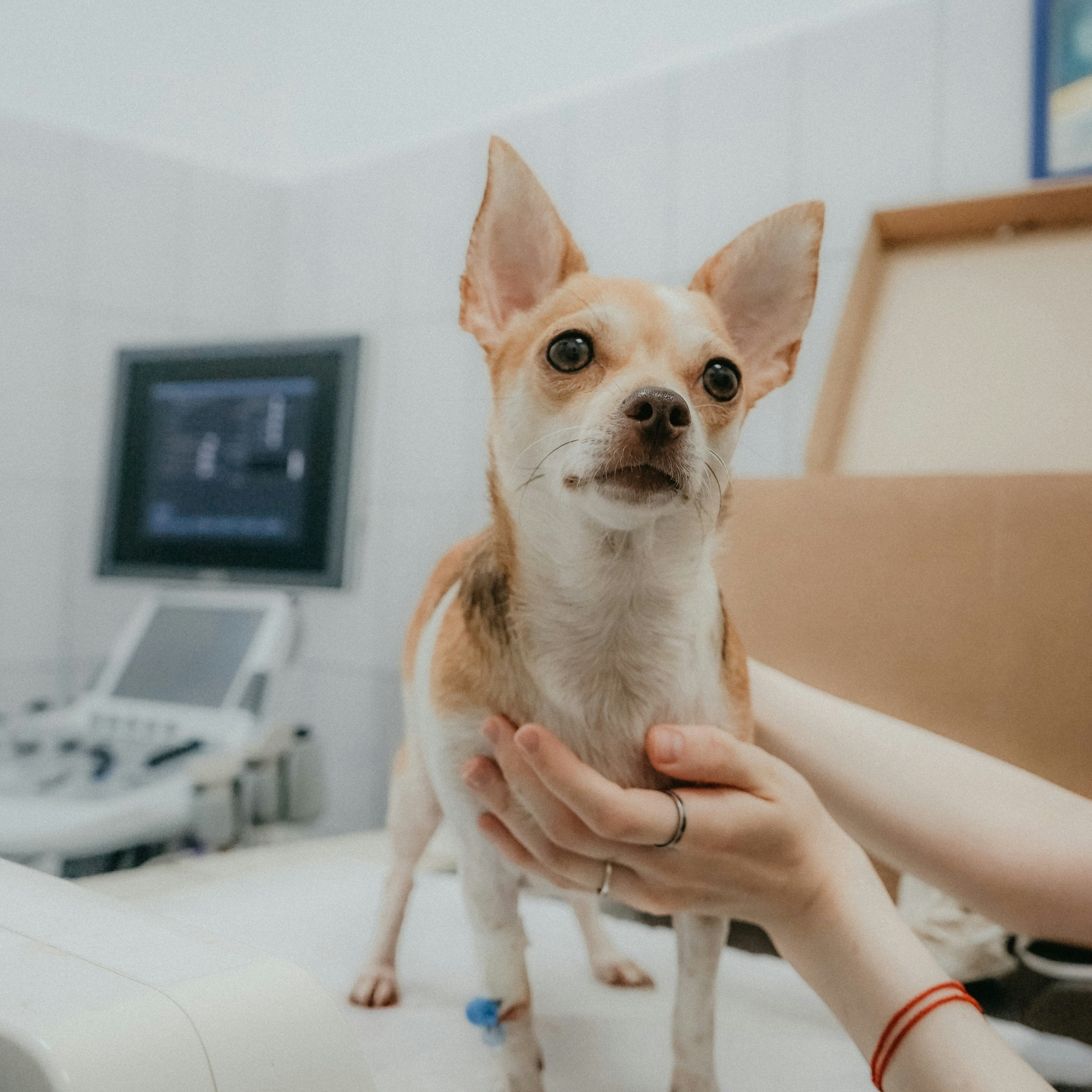 Why Healing Wound Spray is Vital for Pets in Malaysia