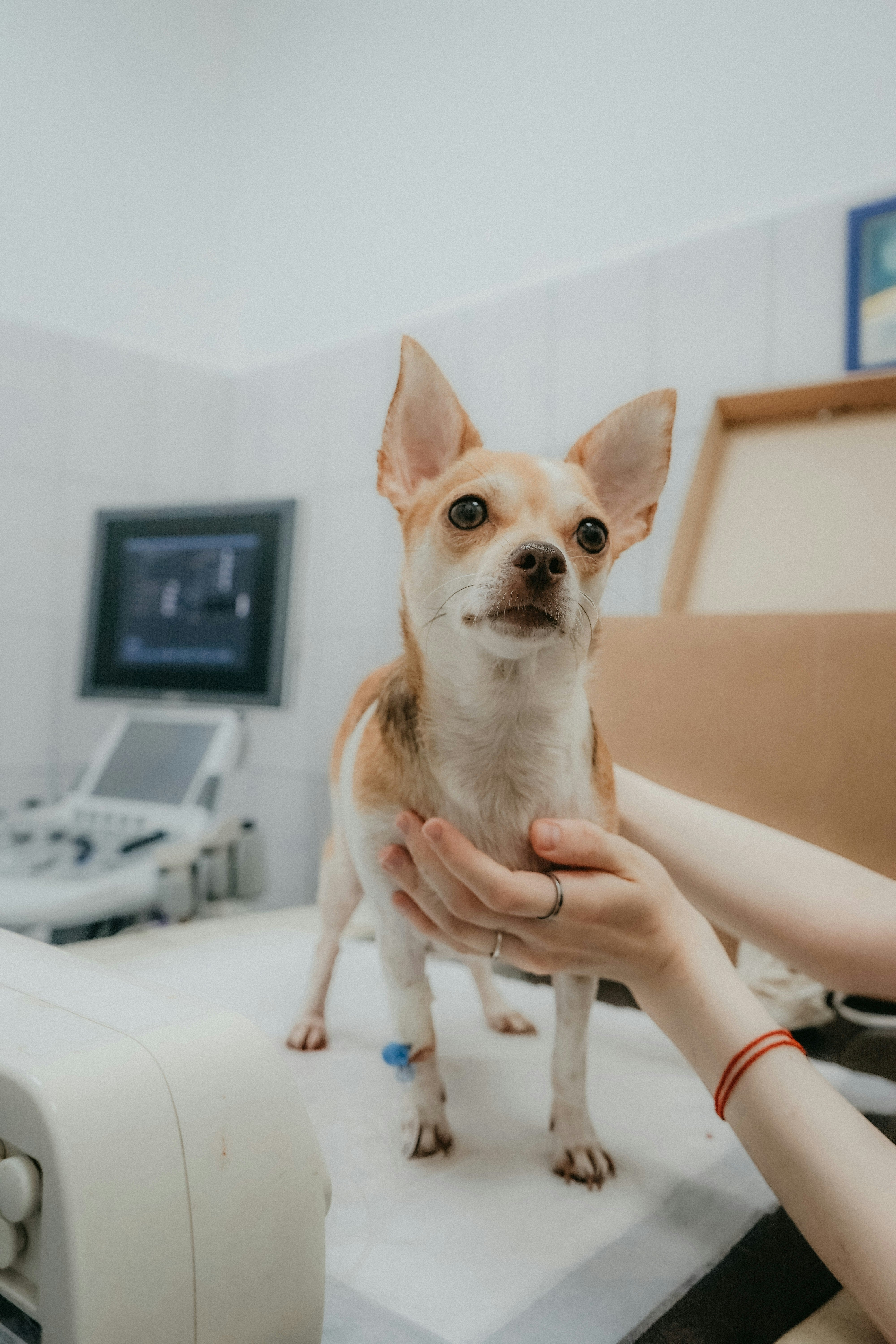 Why Healing Wound Spray is Vital for Pets in Malaysia