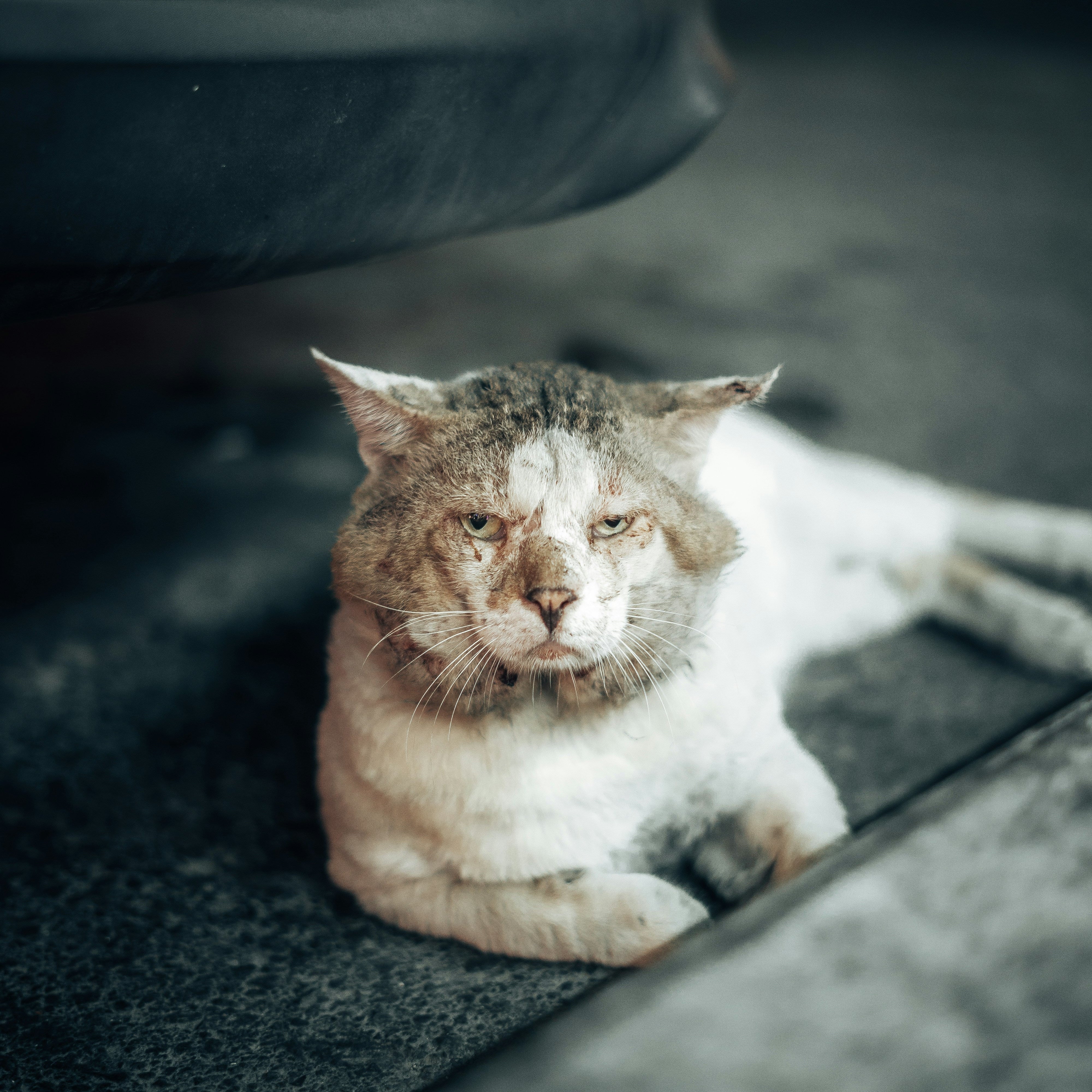 Essential Skin Infection Care for Pets in Malaysia