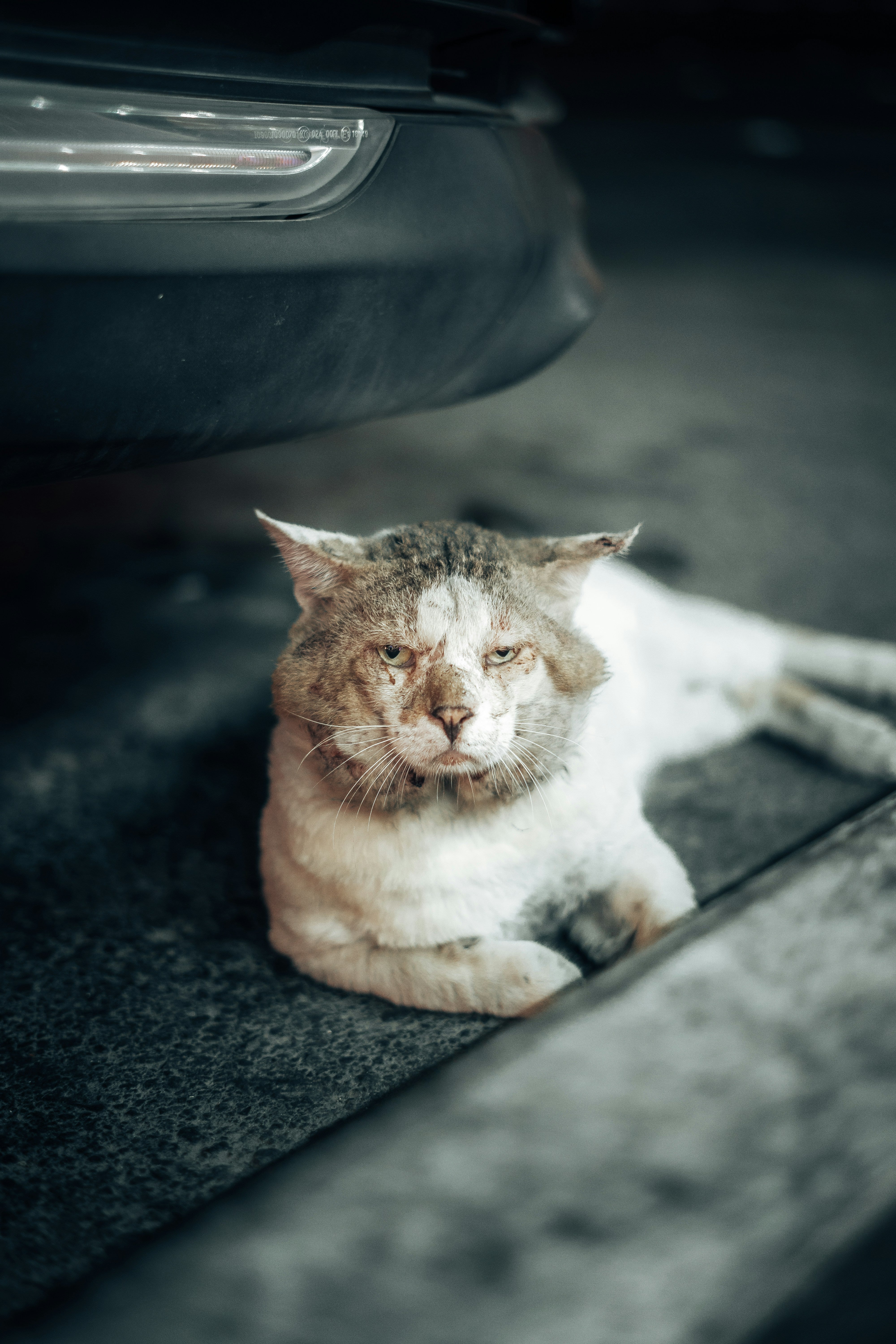 Essential Skin Infection Care for Pets in Malaysia