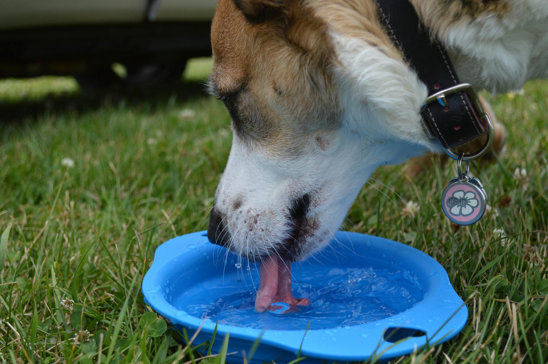 The Importance of Hydration for Pet Kidney Health in Malaysia