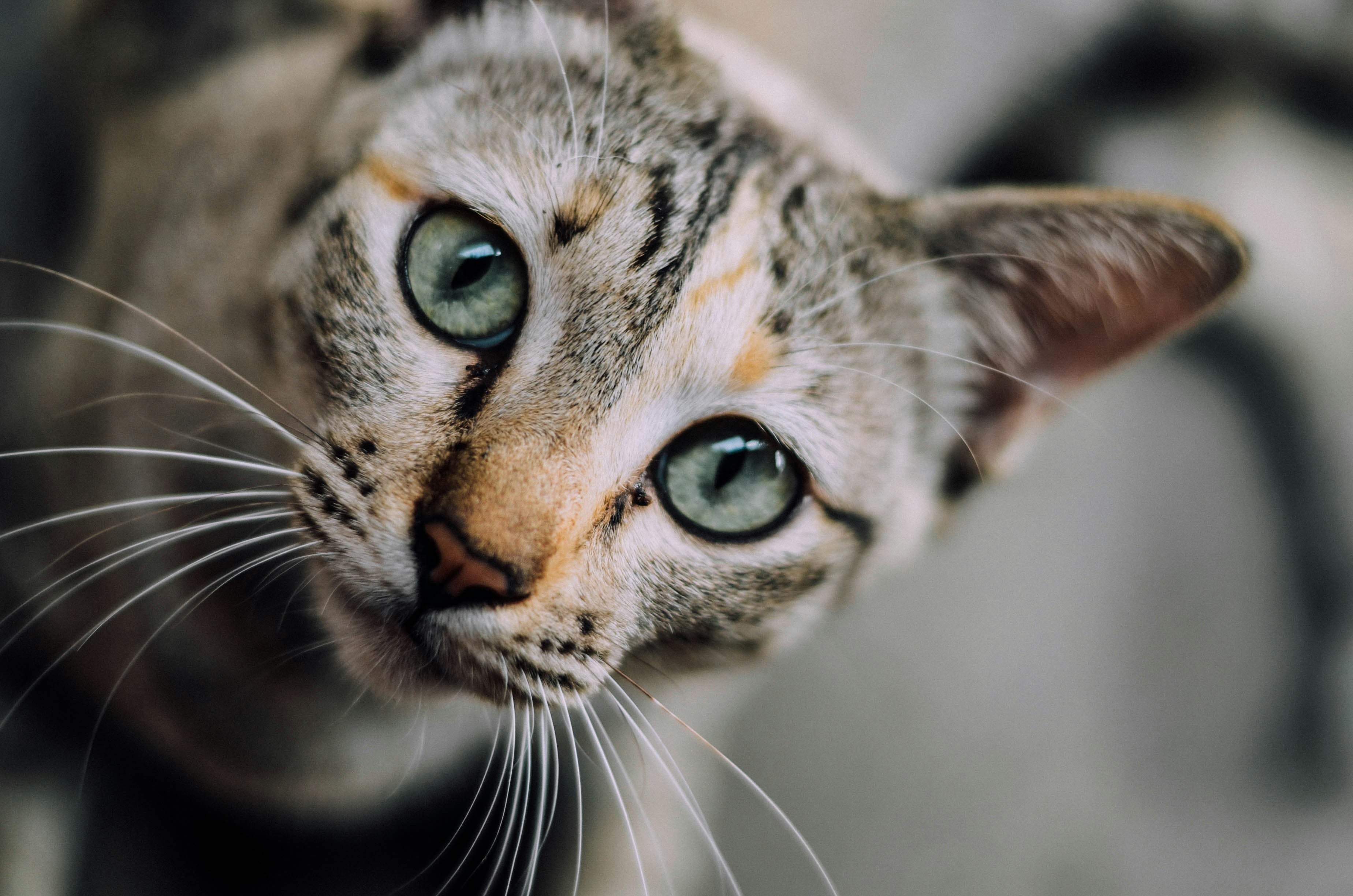 The Ultimate Guide to Parasite Prevention for Malaysian Pets