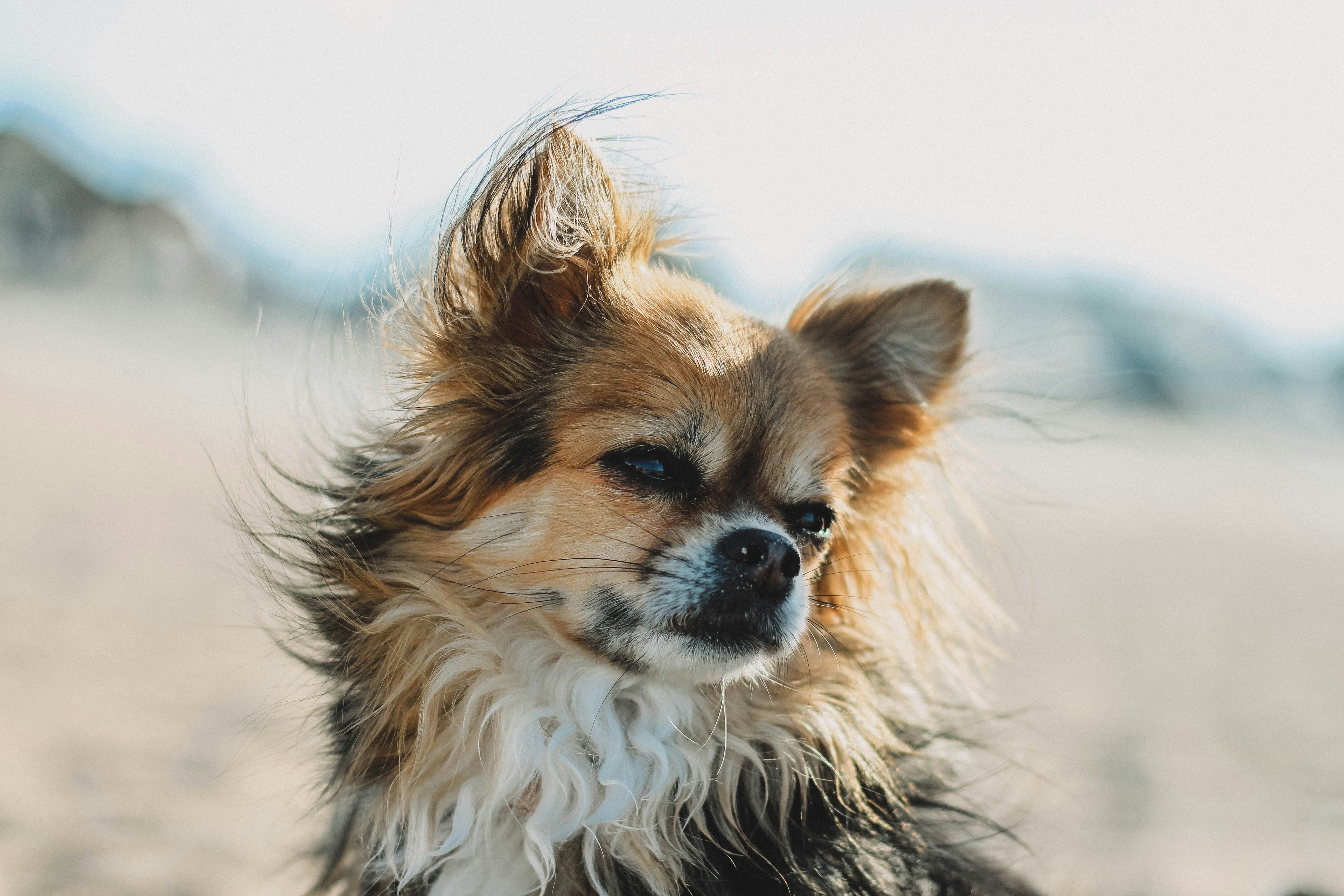 How to Choose the Right Flea Tick Water Additive in Malaysia