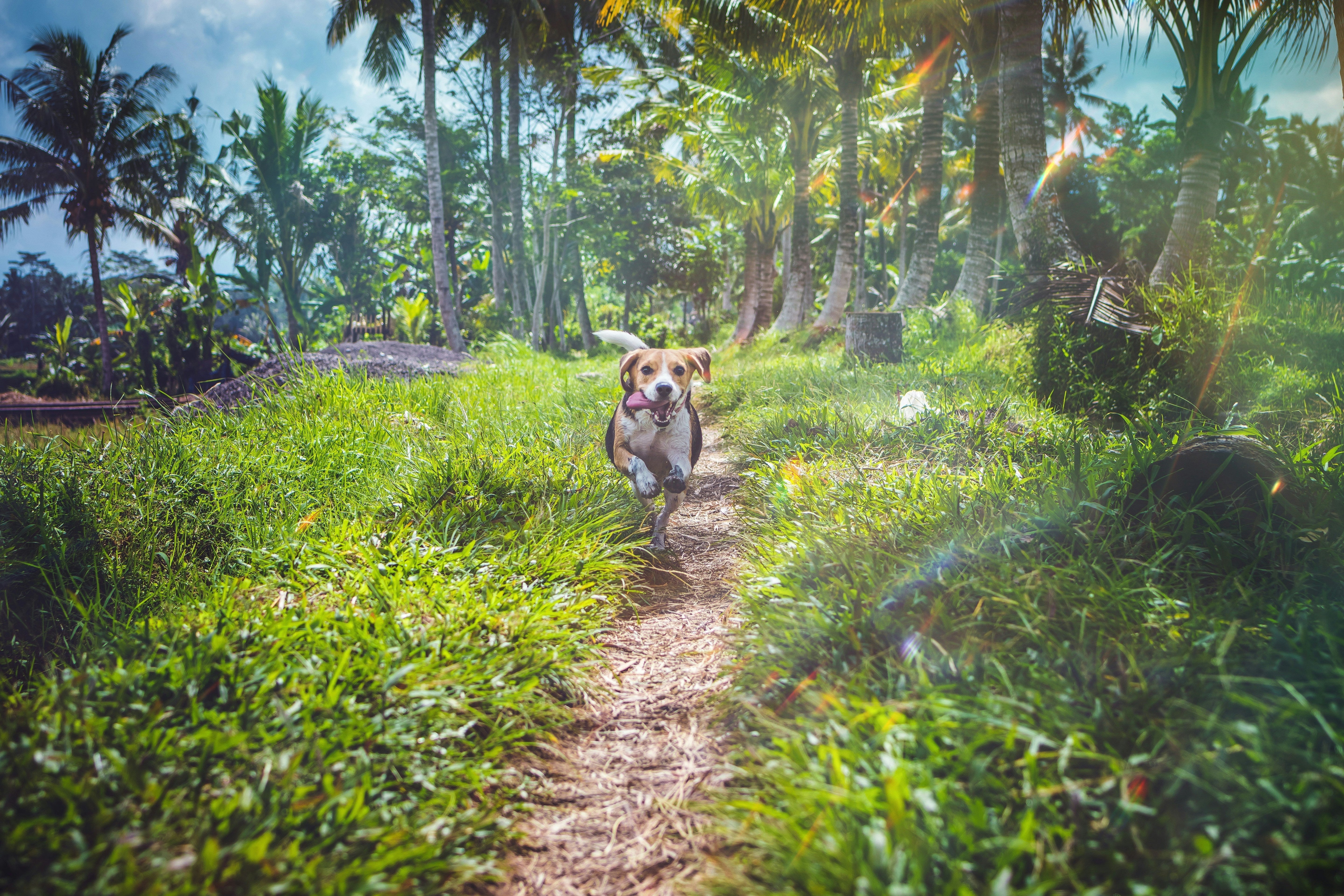 Joint Care Supplements for Dogs: A Must-Have in Malaysia