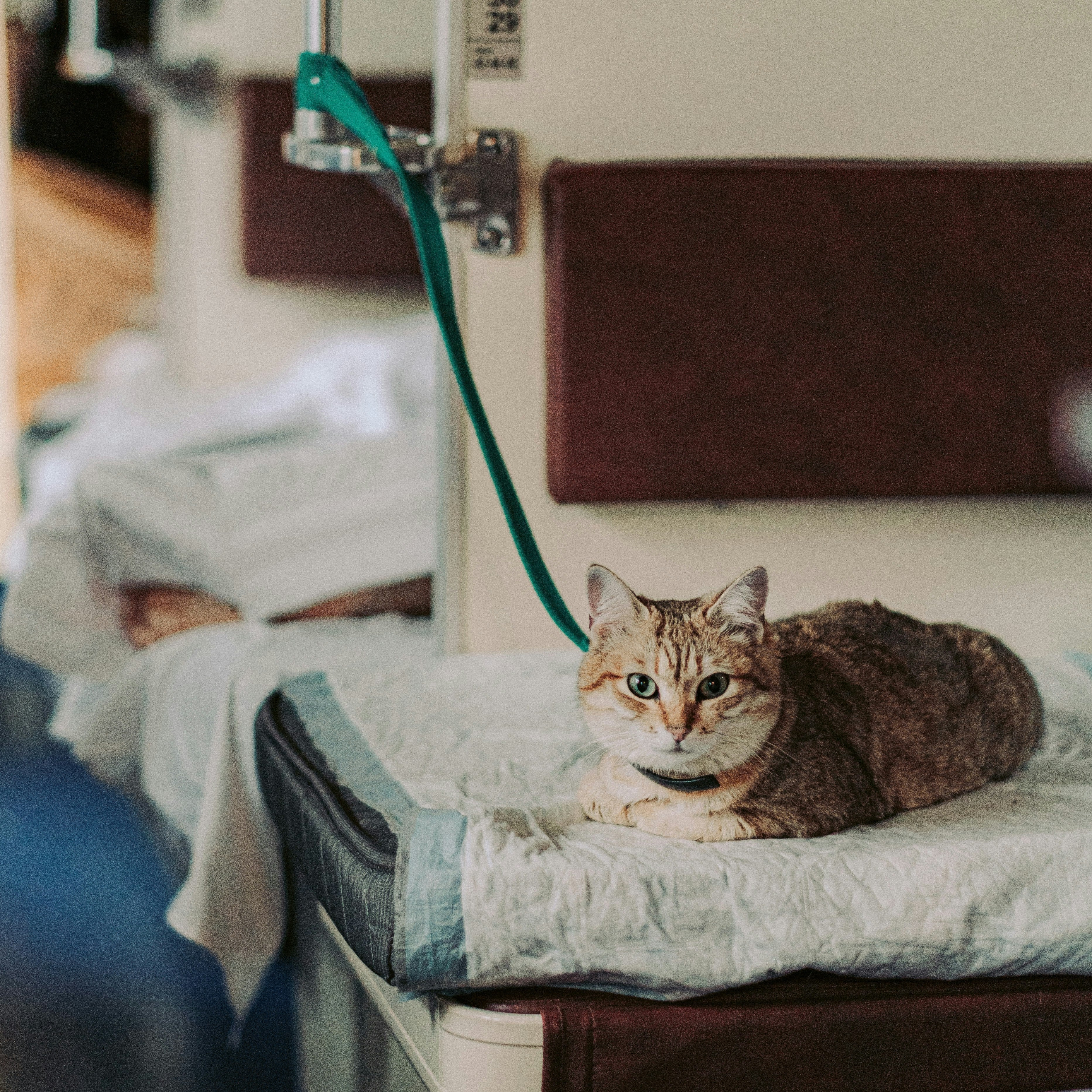 The Ultimate Guide to Cat Vaccinations and Skin Allergies
