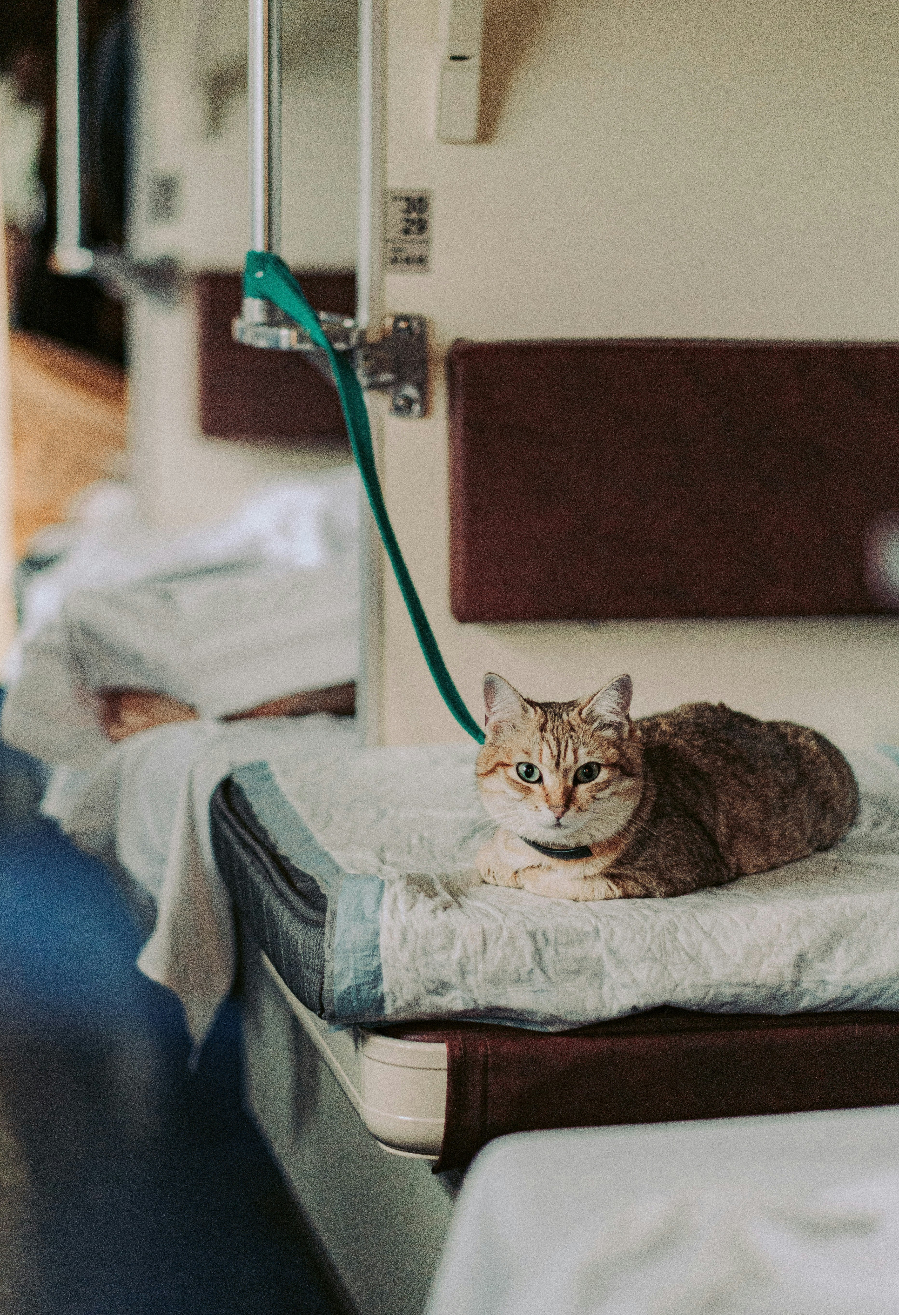 The Ultimate Guide to Cat Vaccinations and Skin Allergies