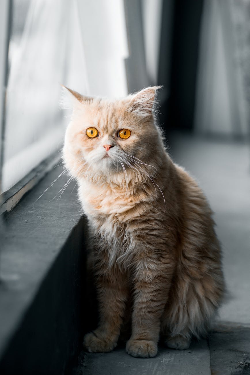 Simple Steps for Heatstroke Prevention in Pets Living in Malaysia