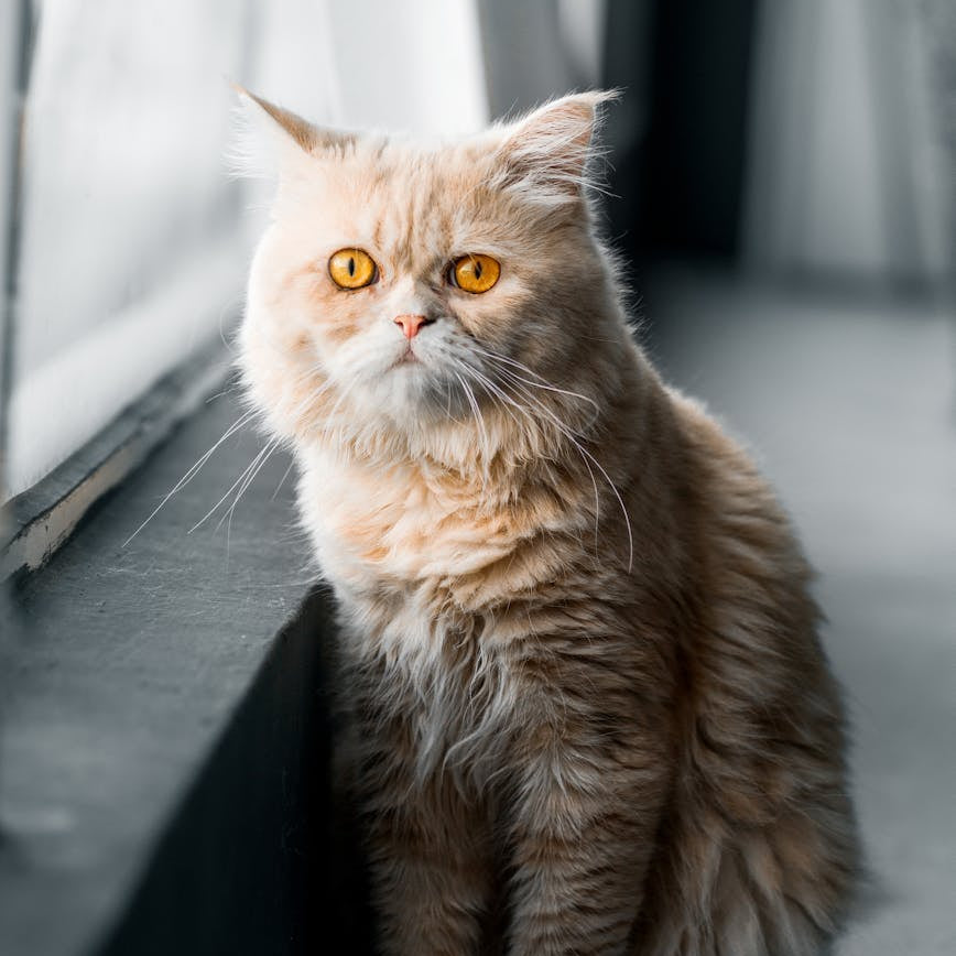 Simple Steps for Heatstroke Prevention in Pets Living in Malaysia