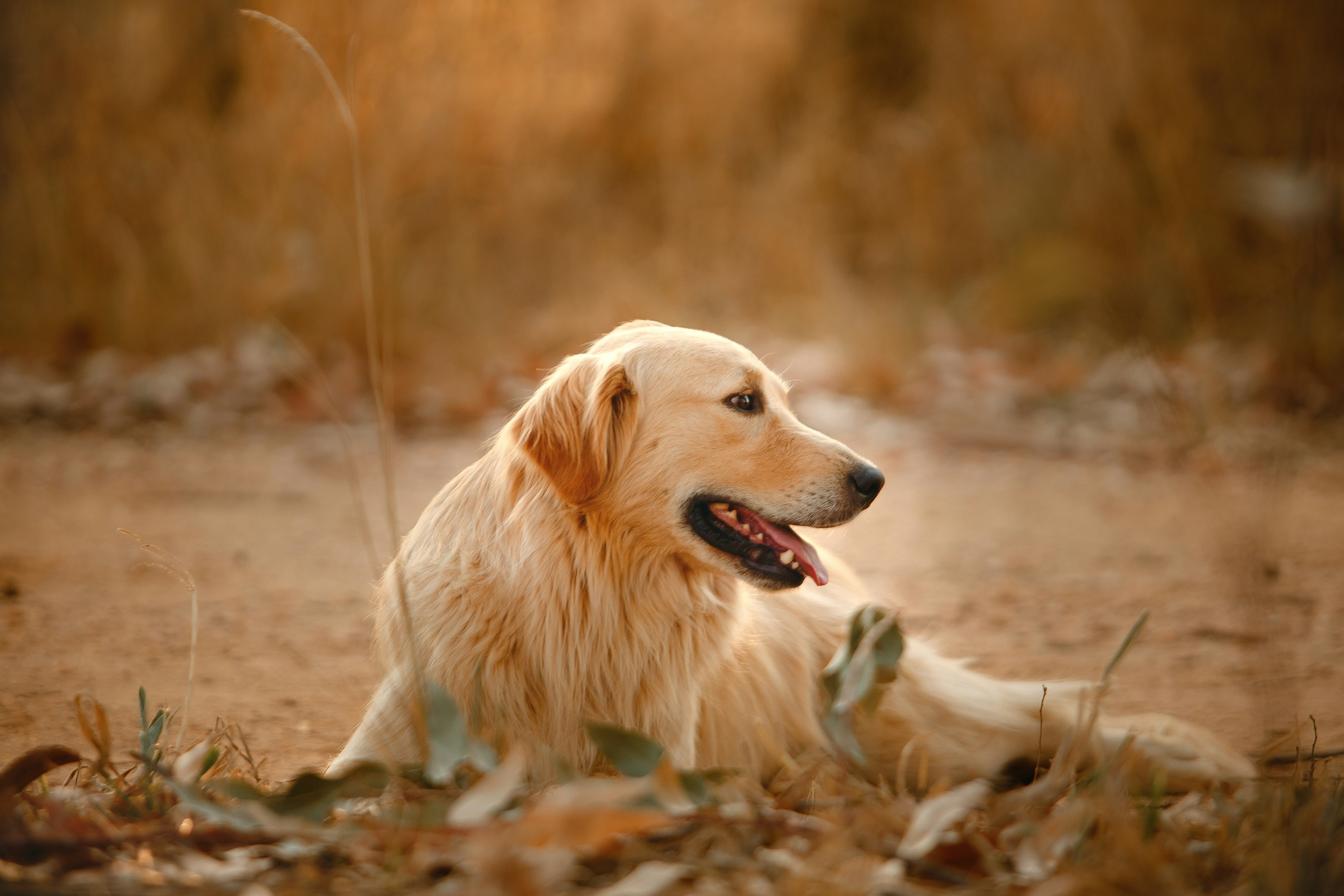 Grooming-Related Fungal Infections: A Guide for Pet Owners