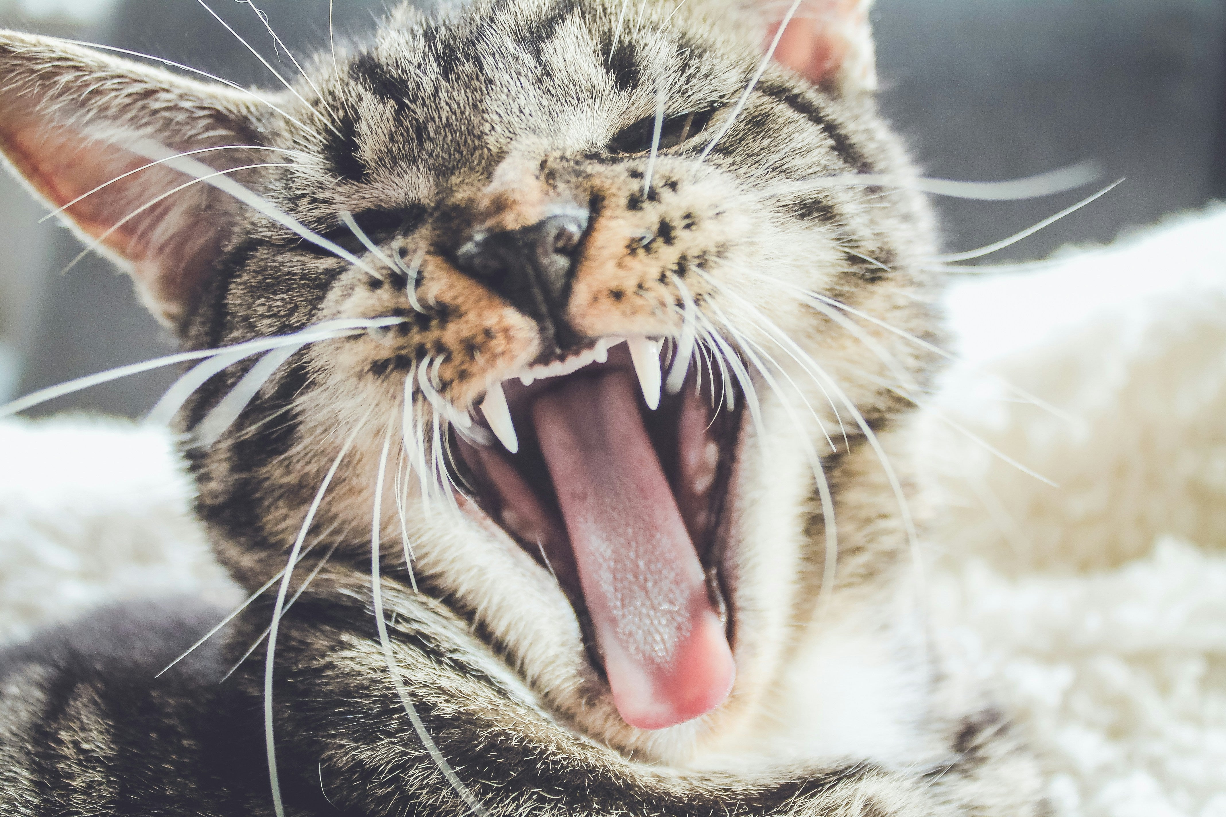 Dental Care Showdown: Spray vs Additive for Your Pets