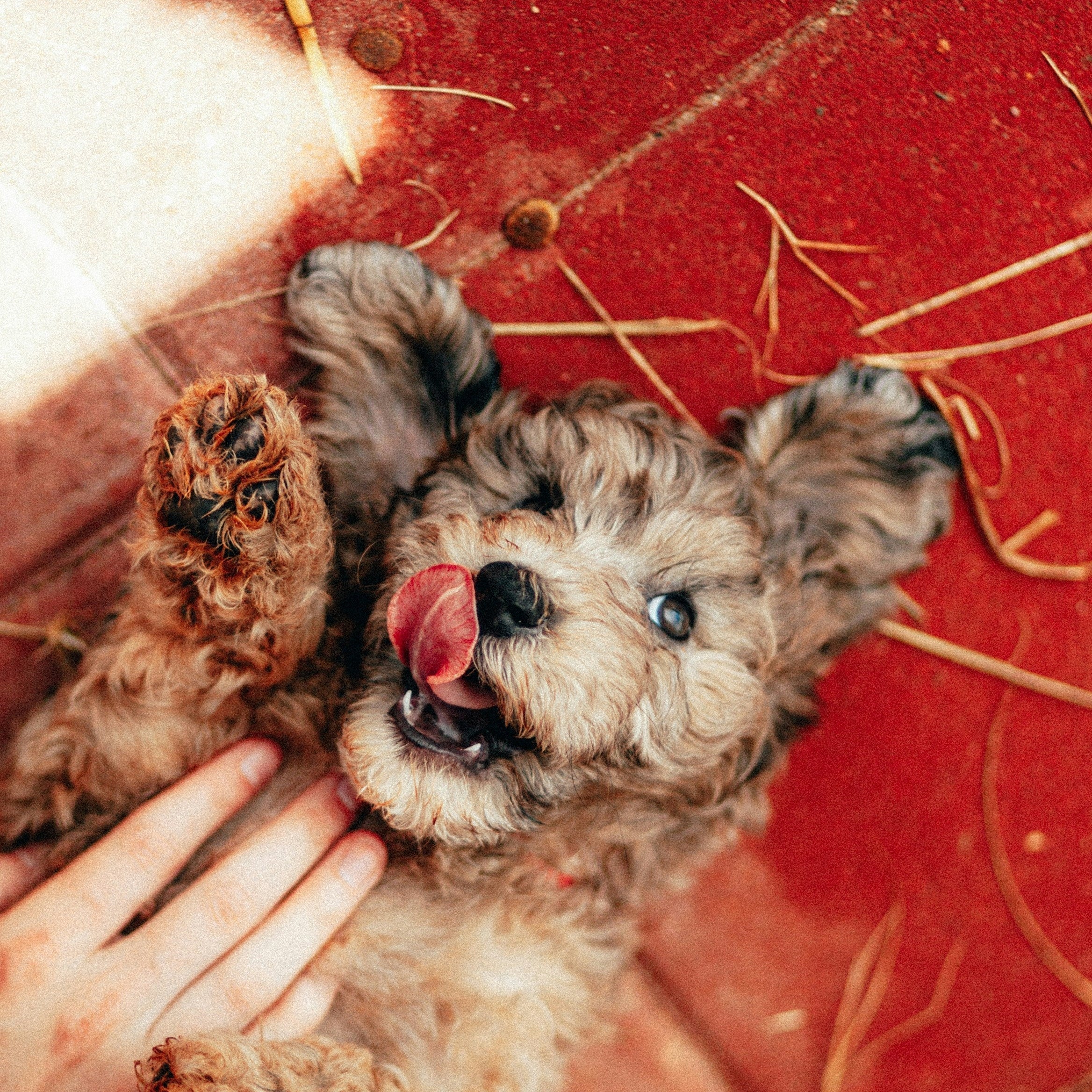 Discover the Best Vet-Recommended Skin Care Products Malaysia