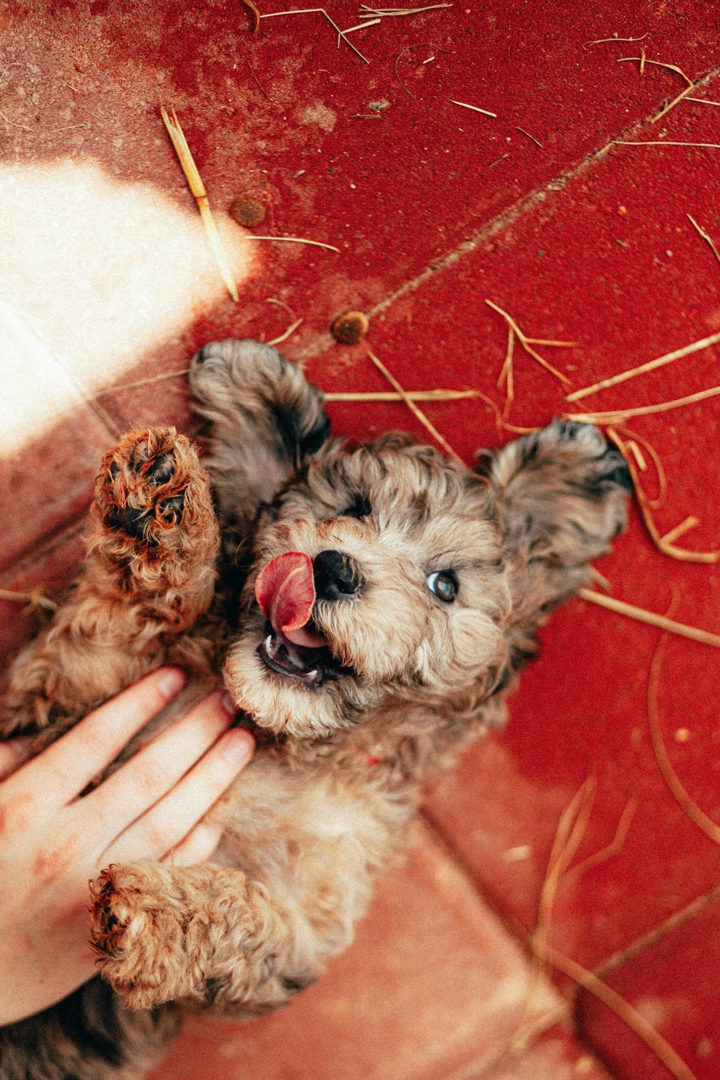 Discover the Best Vet-Recommended Skin Care Products Malaysia