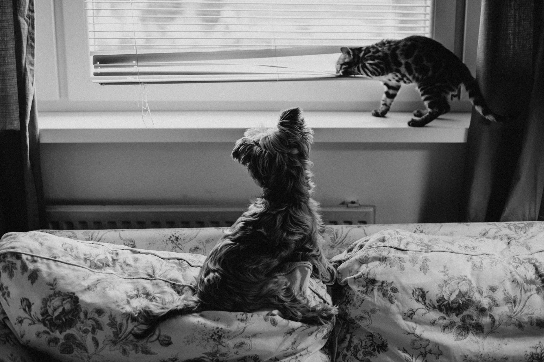Finding the Right Wound Spray for Kittens and Puppies in Malaysia