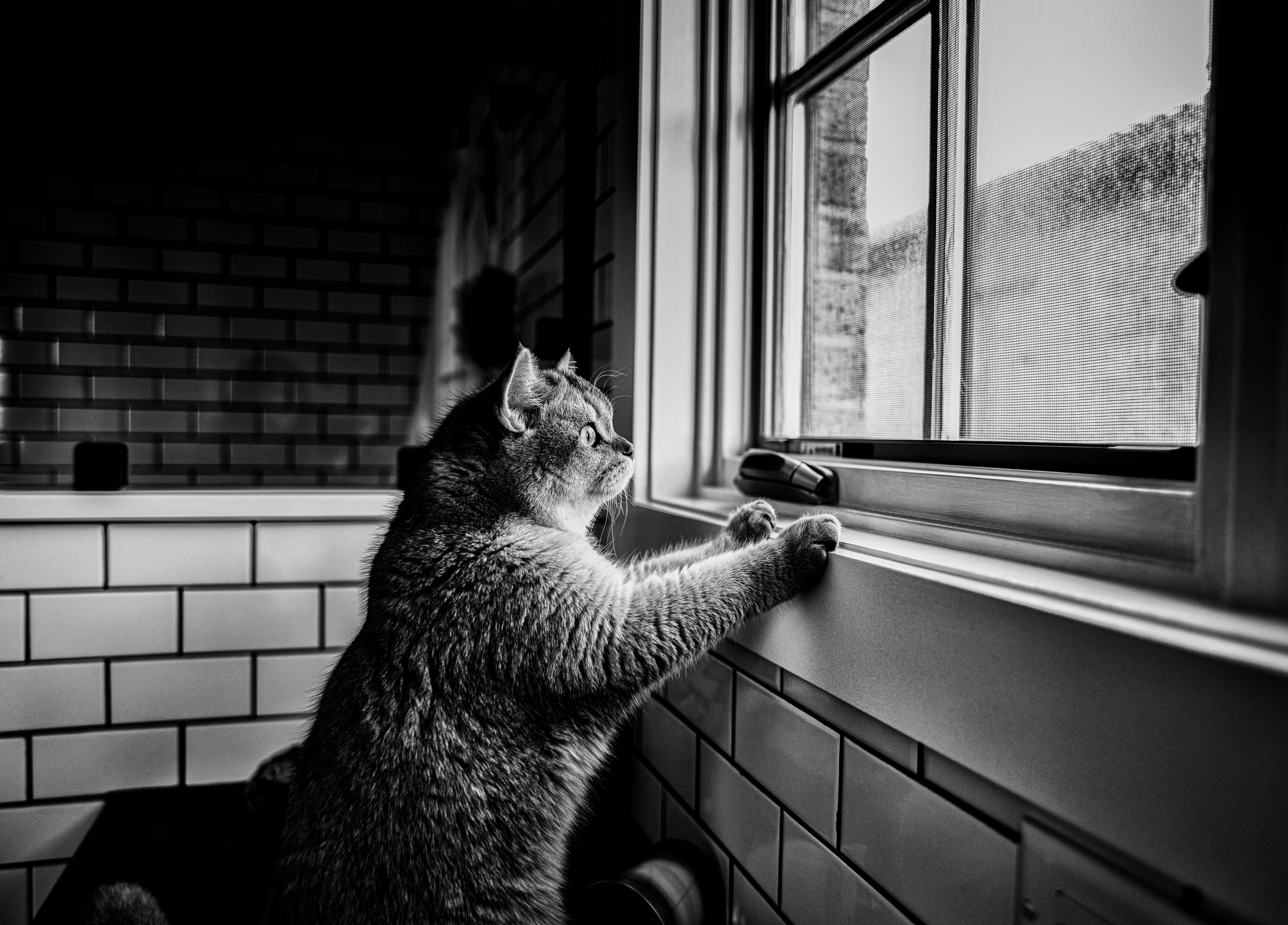 Healthy Pets: Seasonal Care Routine for Monsoon in Malaysia