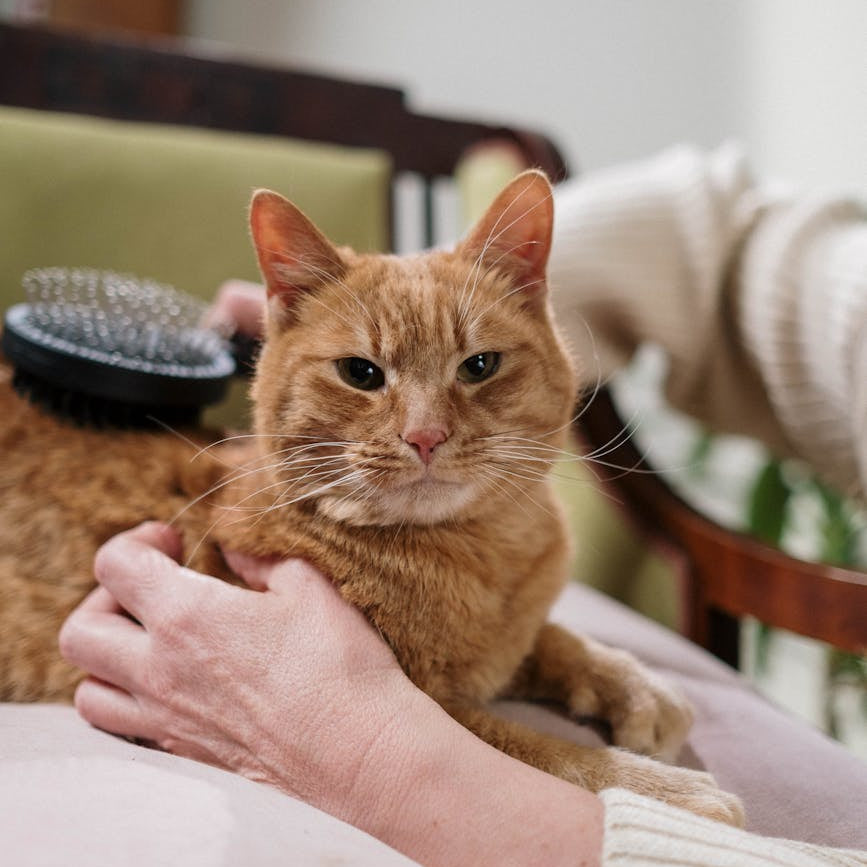 Effective Techniques for Brush Training Cats for Grooming Ease