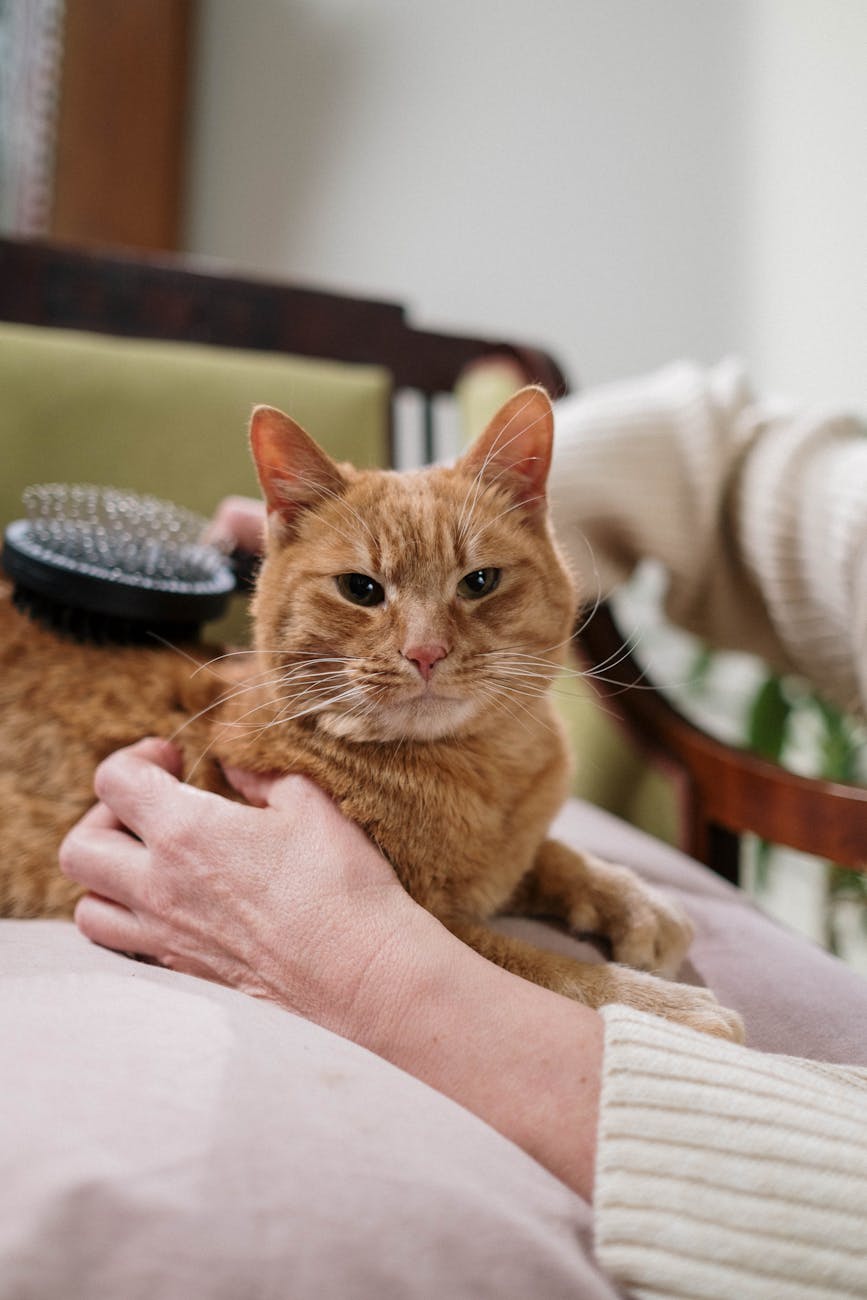 Effective Techniques for Brush Training Cats for Grooming Ease