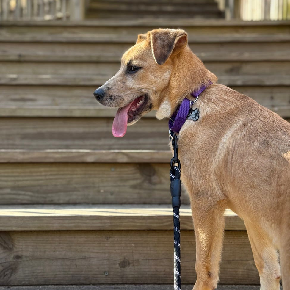 Why Grooming Acceptance Training Matters for Your Pets