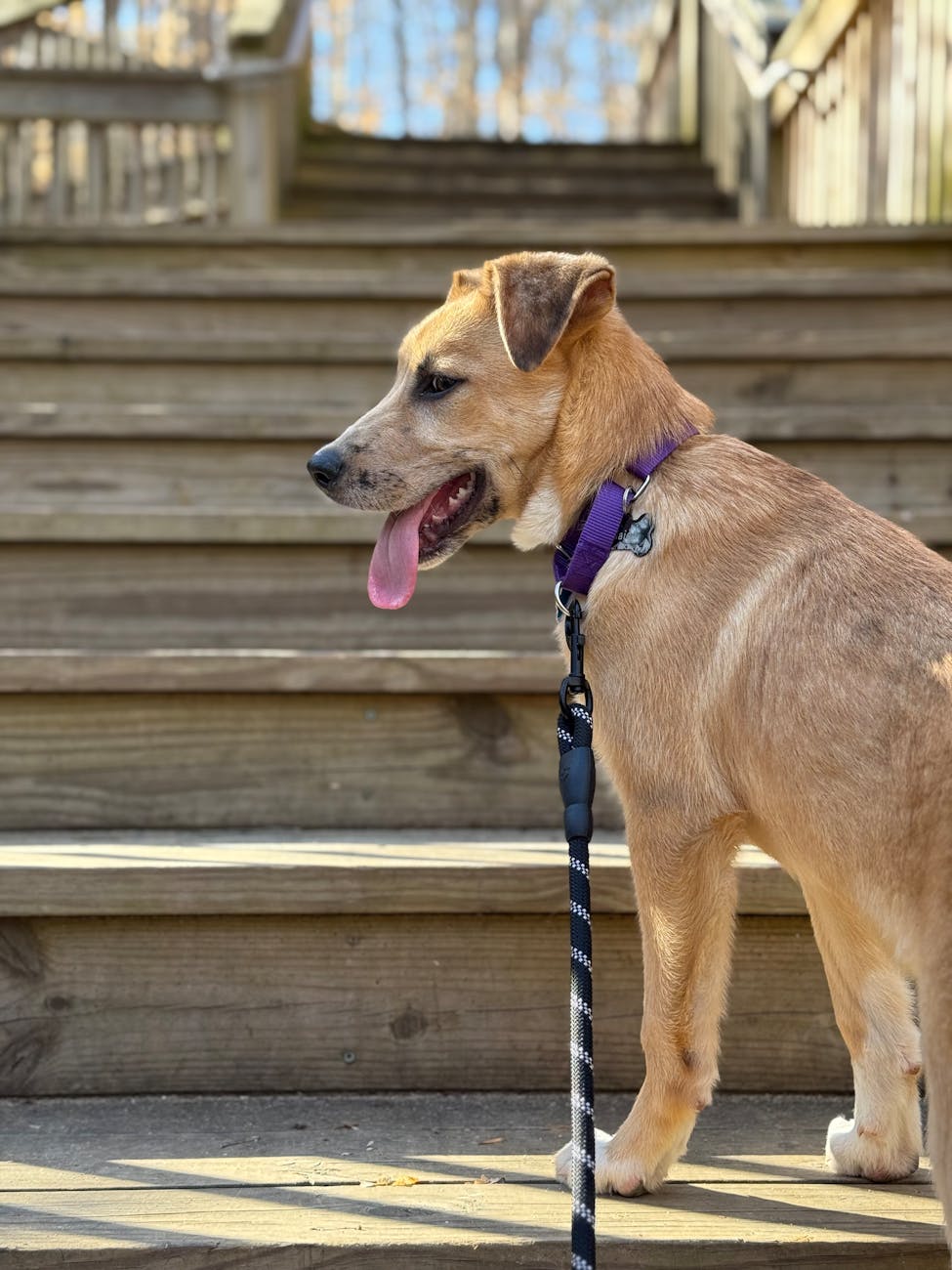 Why Grooming Acceptance Training Matters for Your Pets