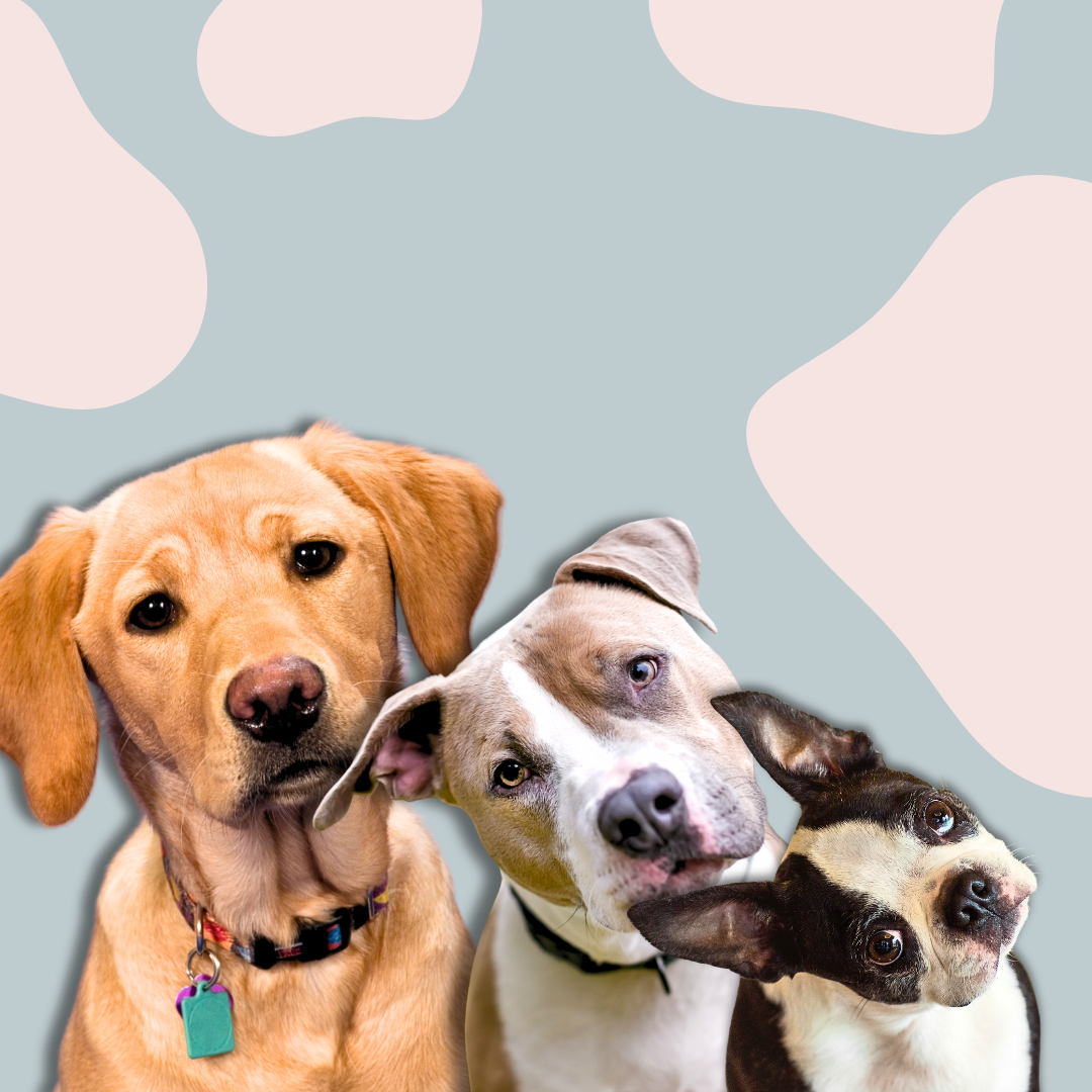 Why Does Your Dog Tilt Its Head When You Talk? Science Has Four Answers.