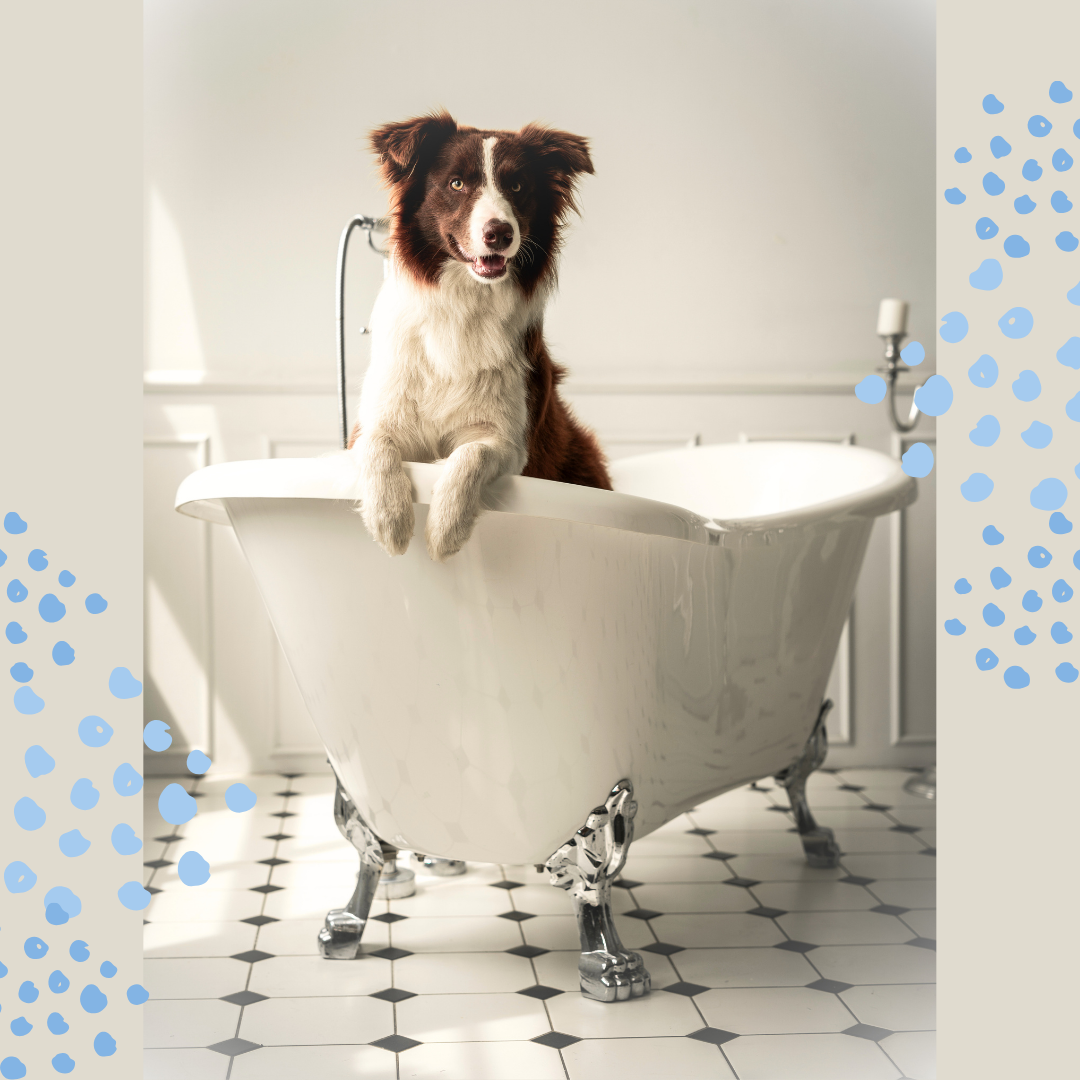 How Often Should You Actually Bathe Your Dog?