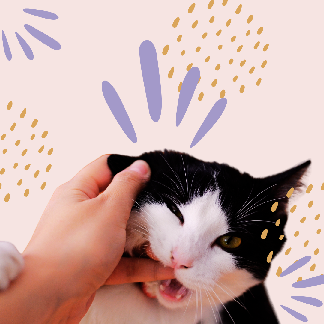 Why Does My Cat Bite Me When I'm Petting It?