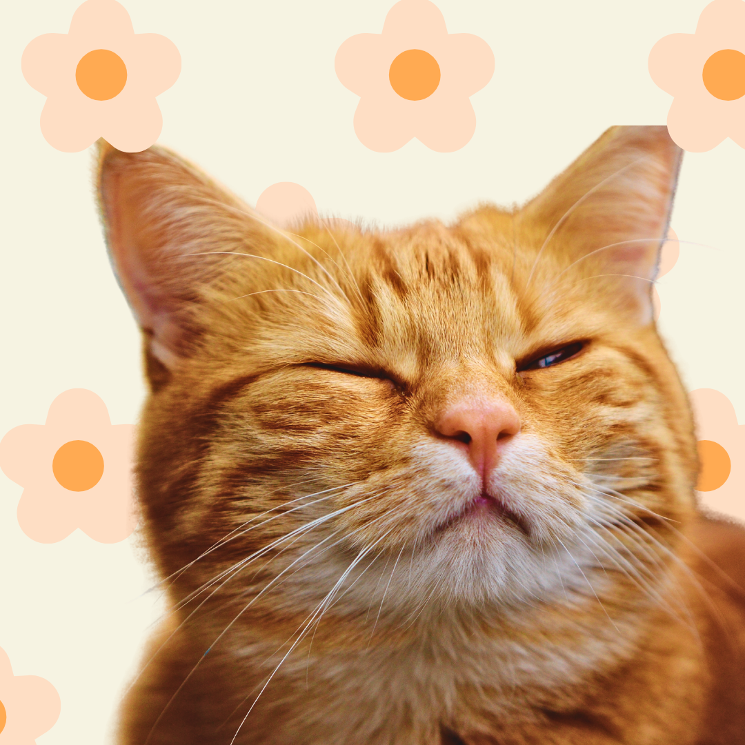 What Does It Mean When My Cat Looks at Me With Half-Closed Eyes?